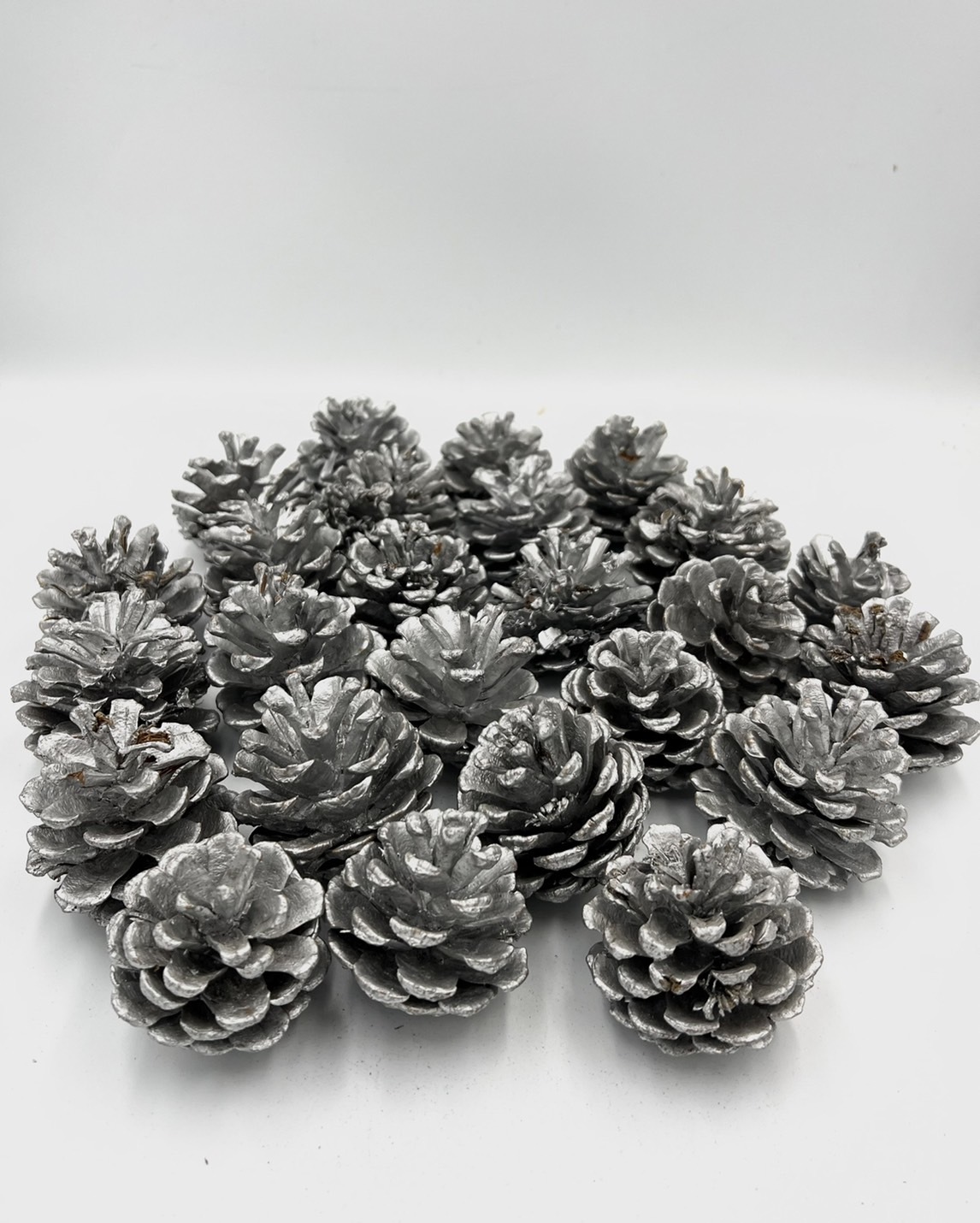 染銀松果5-6公分(包)