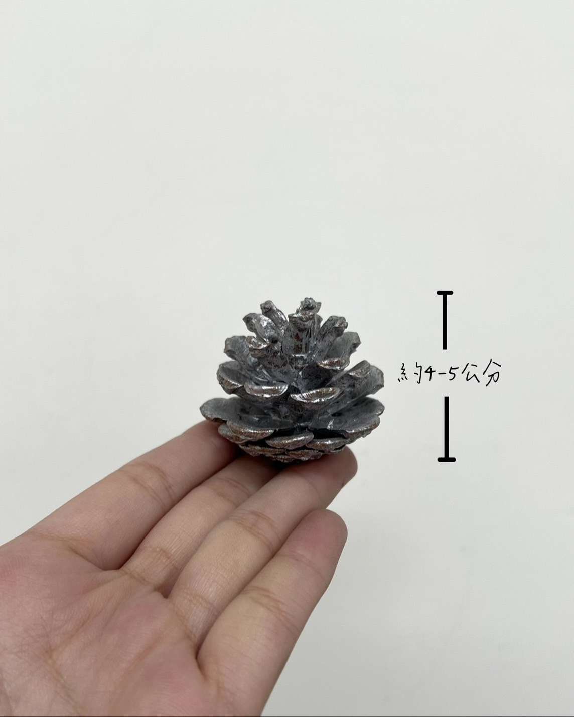 染銀松果4-5公分(包)