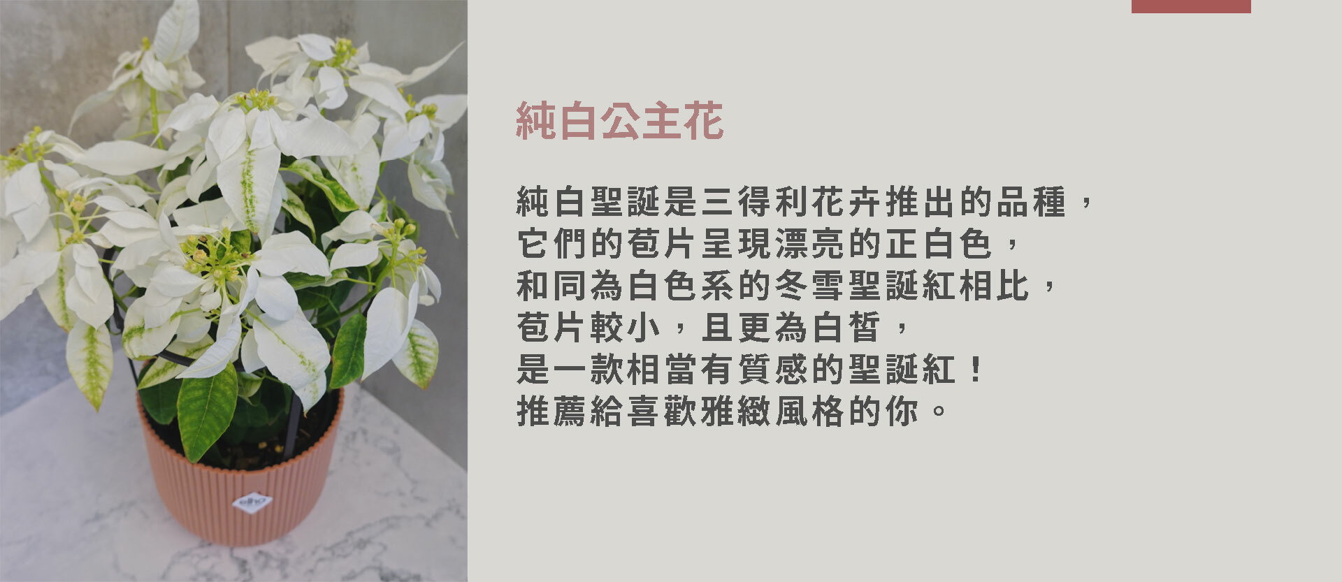 Poinsettia pure white