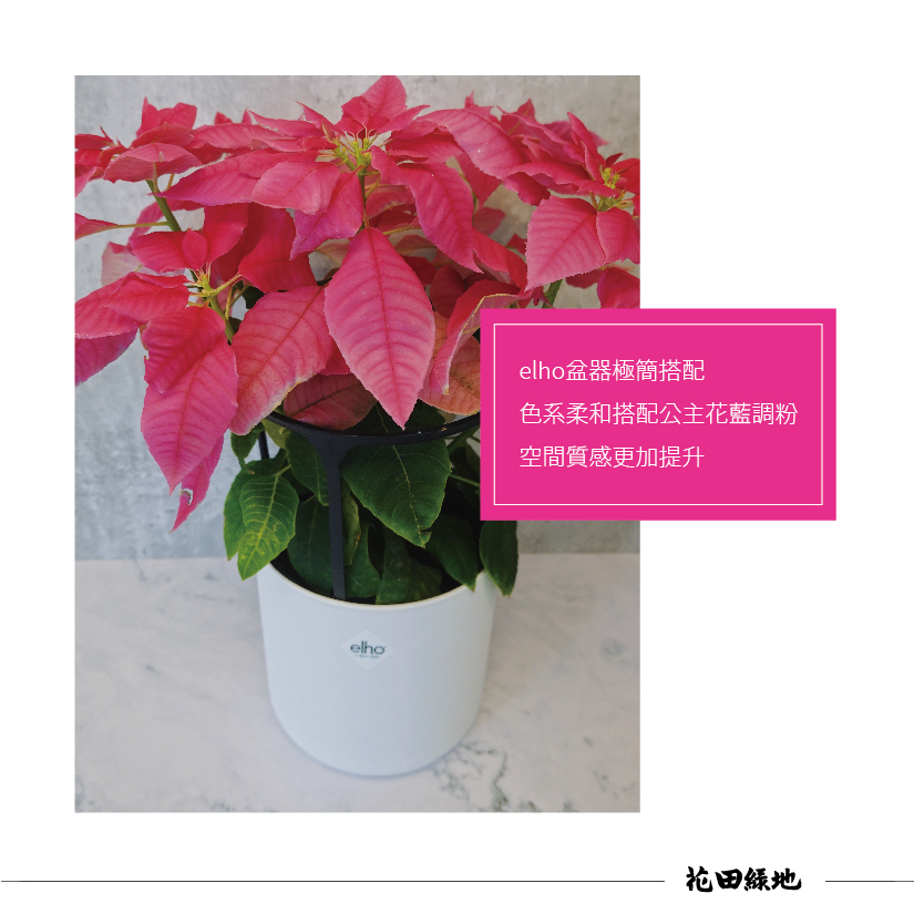 Poinsettia pink
