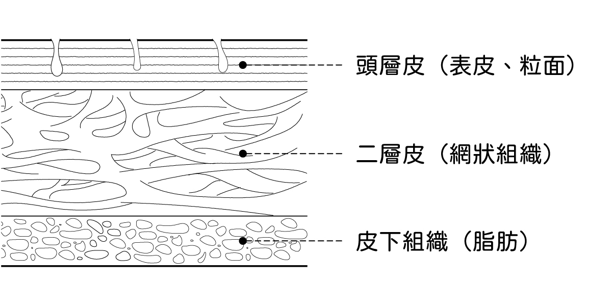 半植鞣縱切面,半植鞣,植鞣半植鞣差別