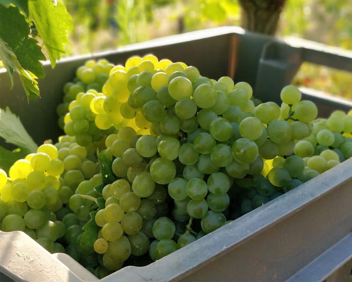 瓦拉朵酒莊,瓦拉朵,quintadovallado,vallado,葡萄牙,葡萄牙紅酒,葡萄牙葡萄酒,葡萄牙白酒,紅酒,白酒,葡萄酒,葡萄牙酒,麝香葡萄酒,葡萄牙麝香葡萄酒,葡萄牙開胃酒,餐前酒,波特酒,百年酒莊,世界百大酒莊,換個角度有限公司