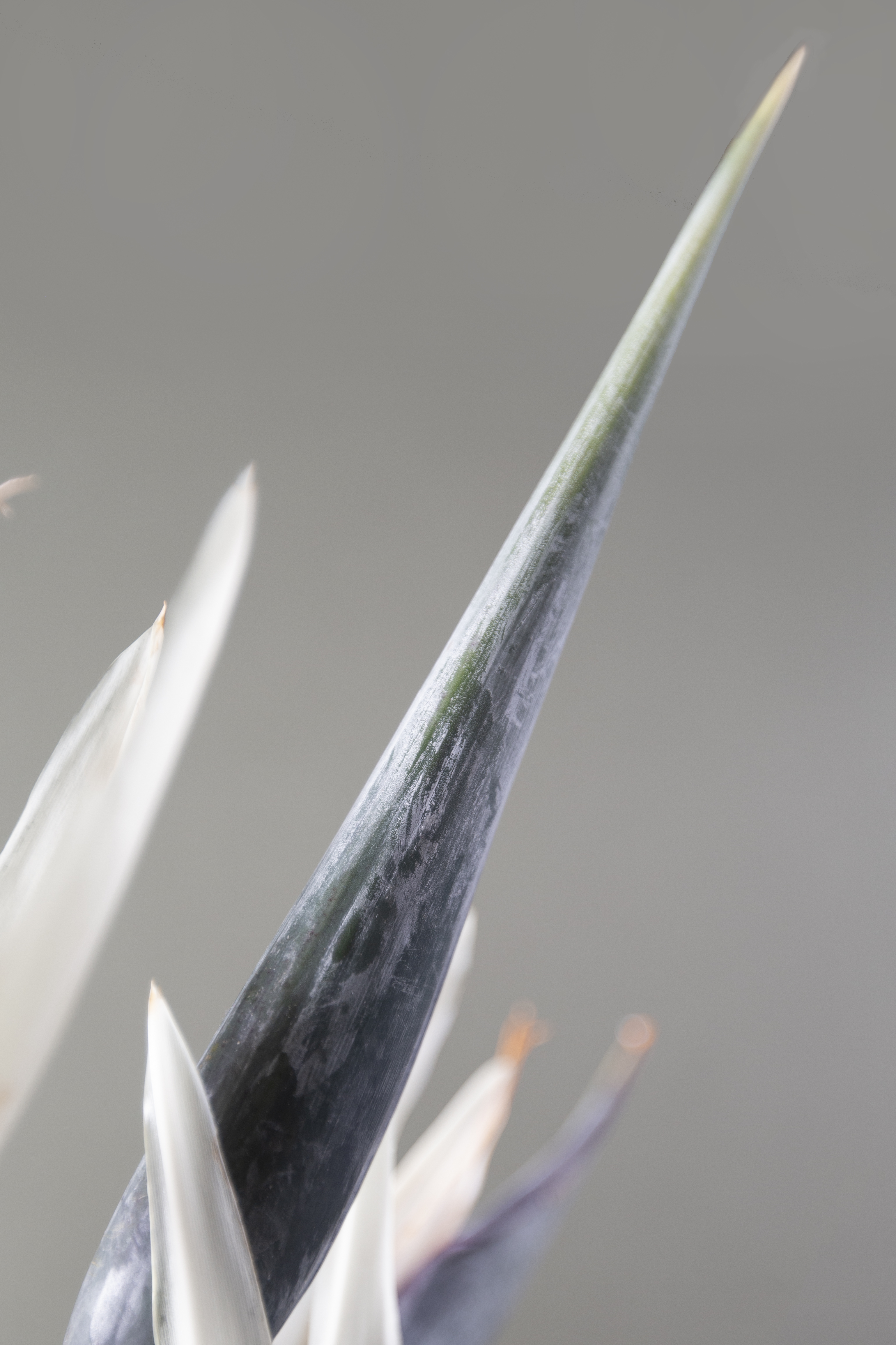 睦月 富士山｜開幕 送花 花店