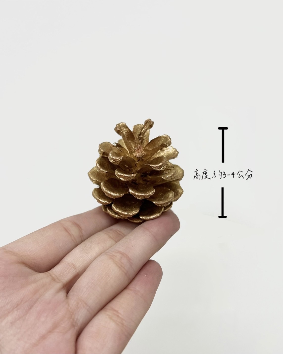 染金松果3-4公分(包)