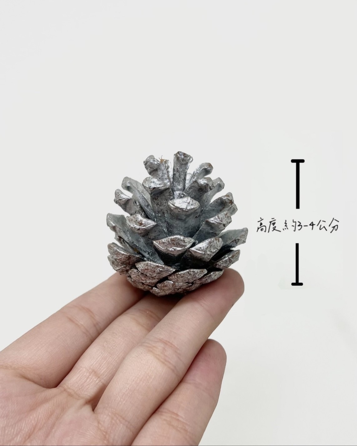 染銀松果3-4公分(包)