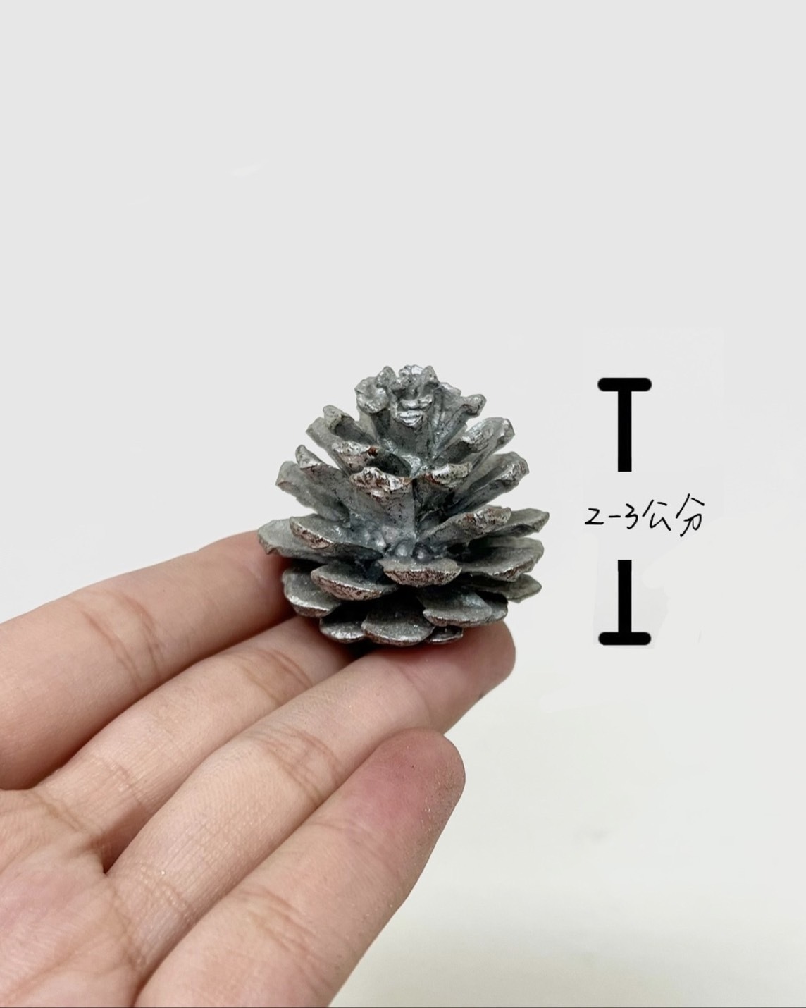 染銀松果2-3公分(包)