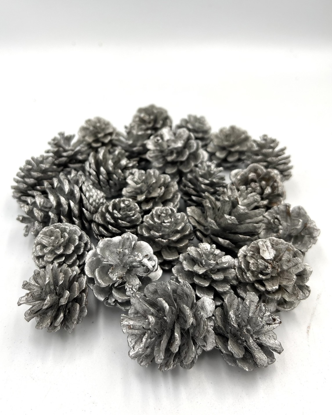 染銀松果2-3公分(包)