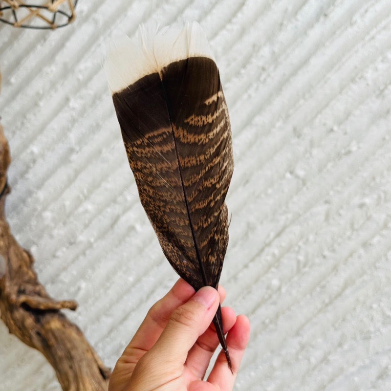 [原石] 南美火雞羽毛 薩滿淨化儀式 風元素魔法聖品