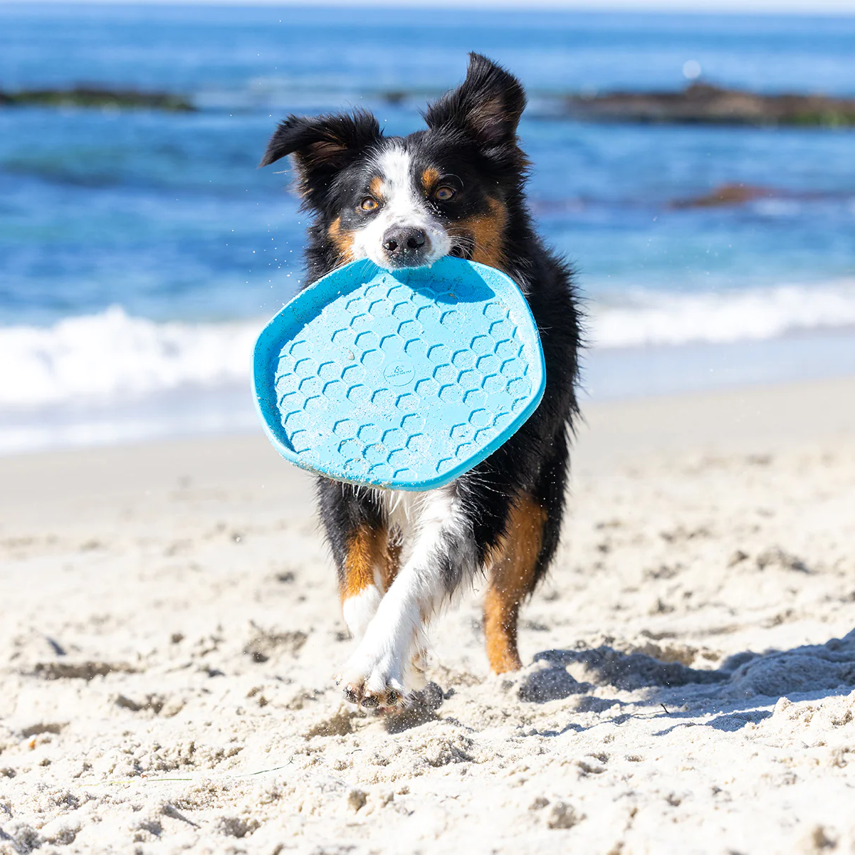 《 Project Hive 》Hive Dog Disc 蜂蜂浮水飛盤 - 香氣系列