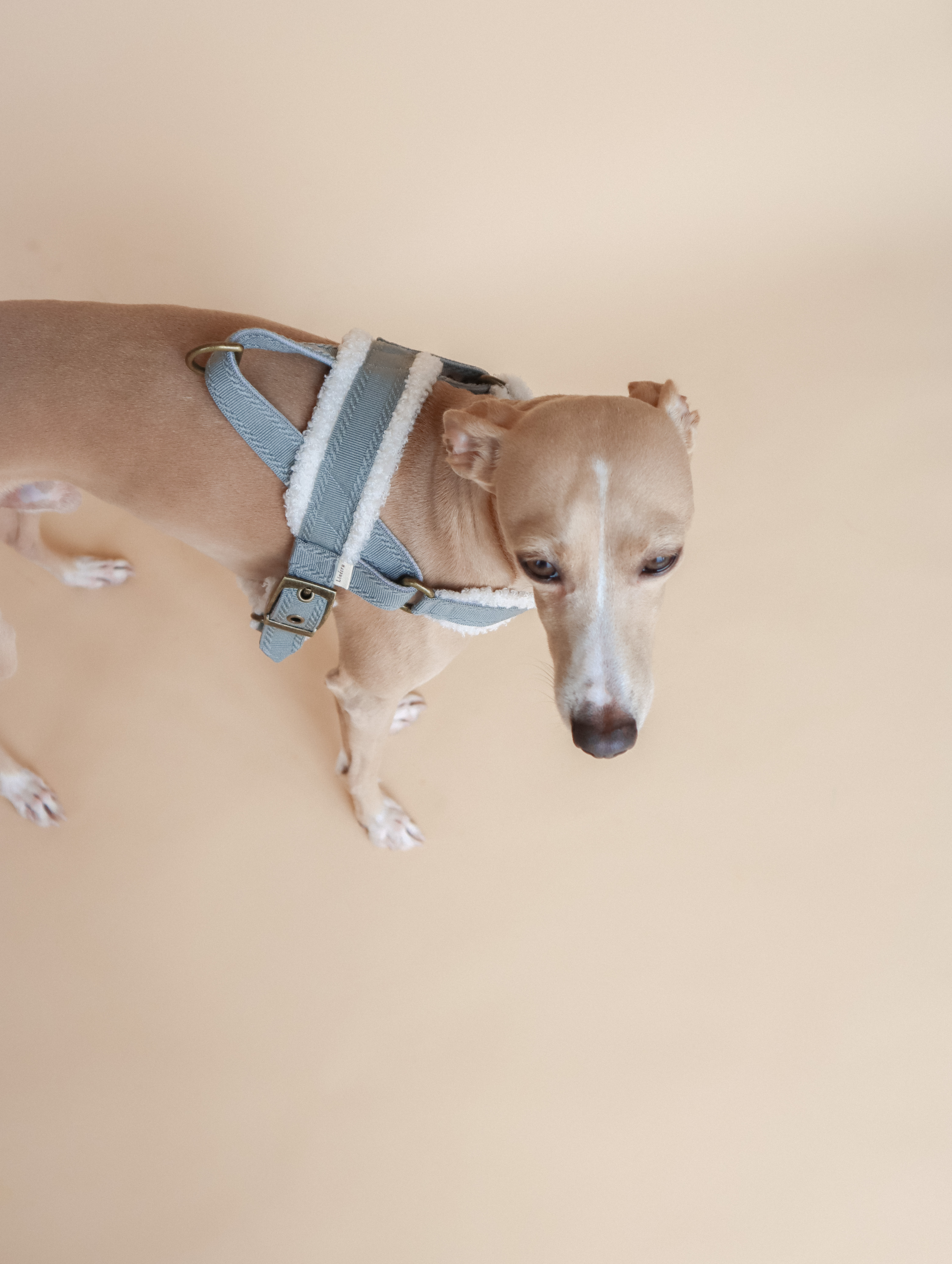 LINÉCRU｜Å 絨毛胸背 (藍)