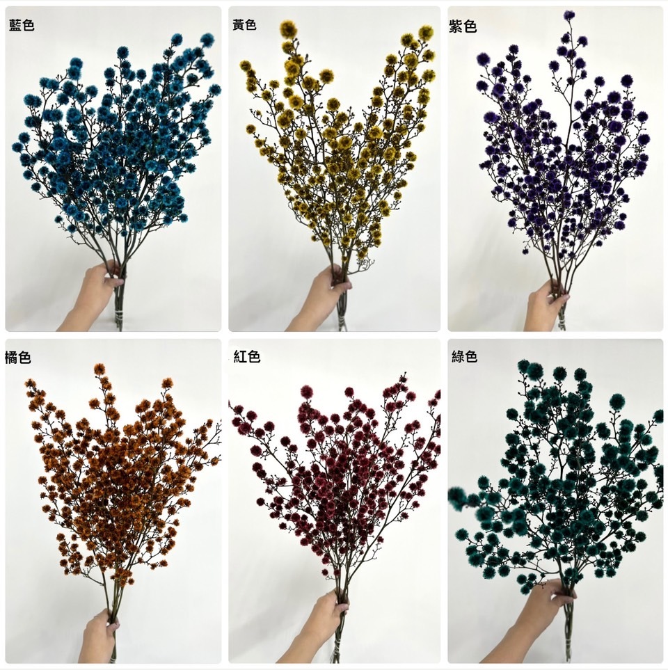 澳洲不凋虎眼花