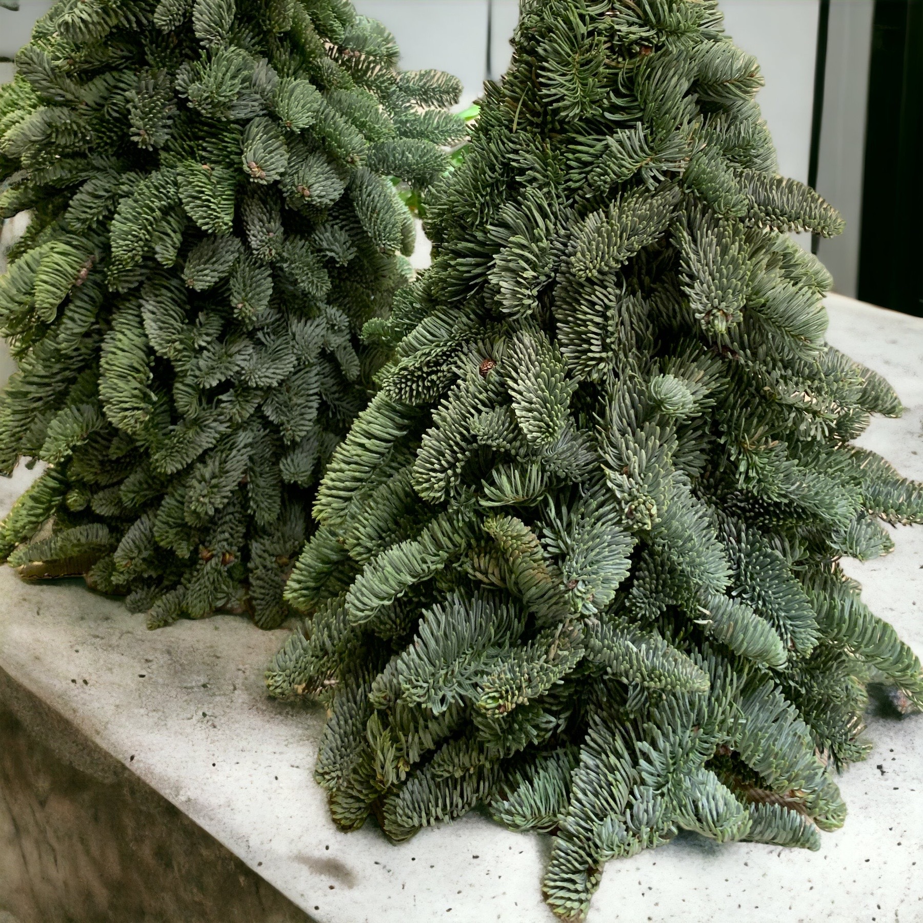 Mini Christmas Tree Nobilis Fir Optional with Fresh Ornaments (Assorted Sizes)