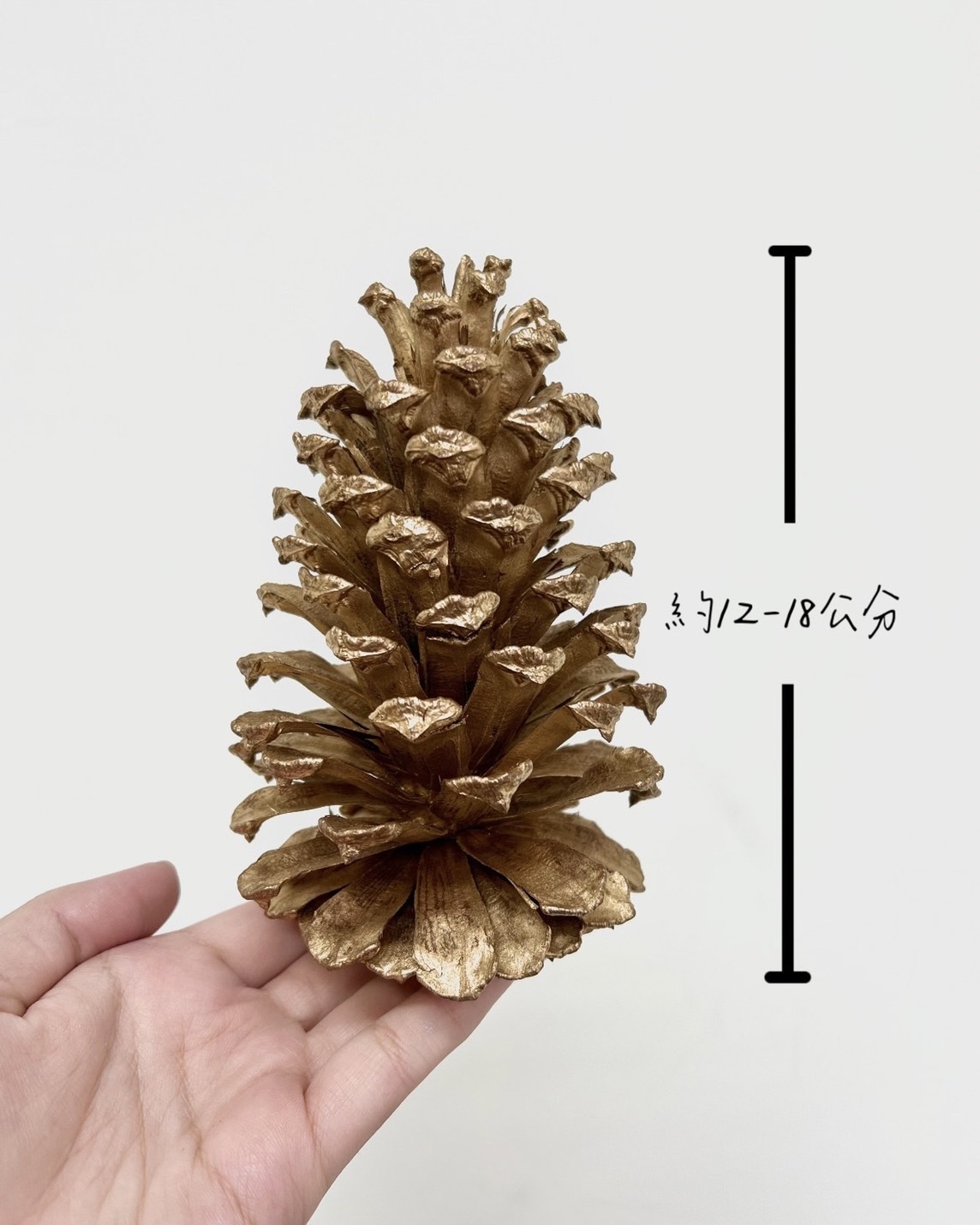 染金松果12-18公分(單顆)