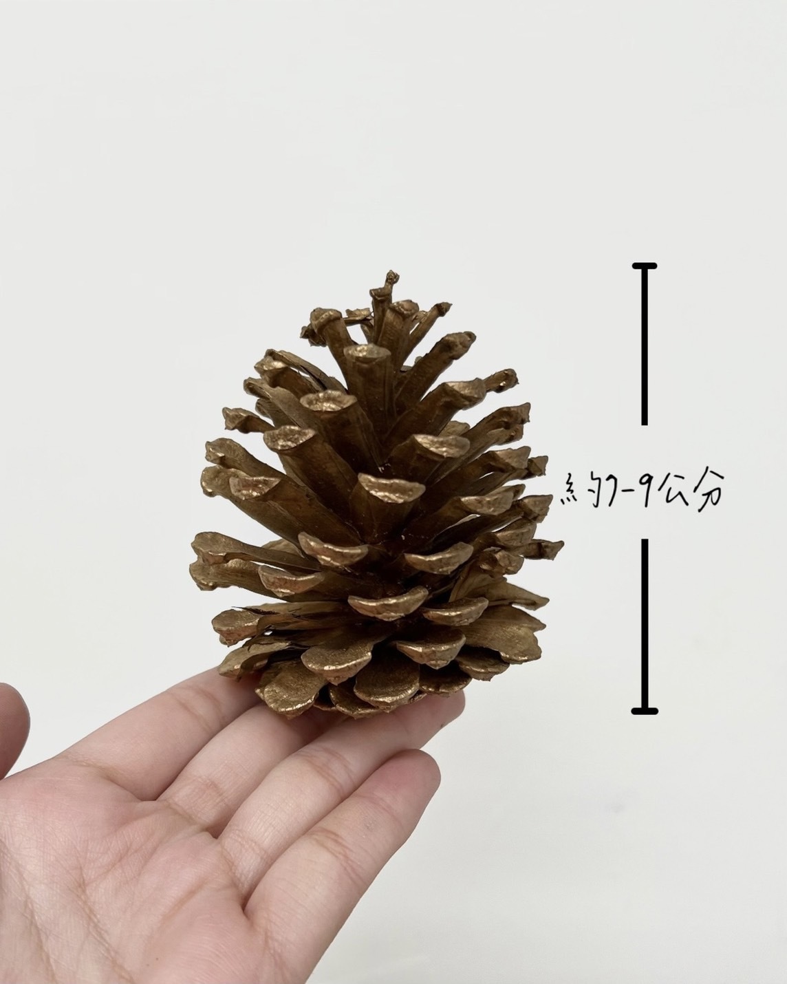 染金松果7-9公分(包)