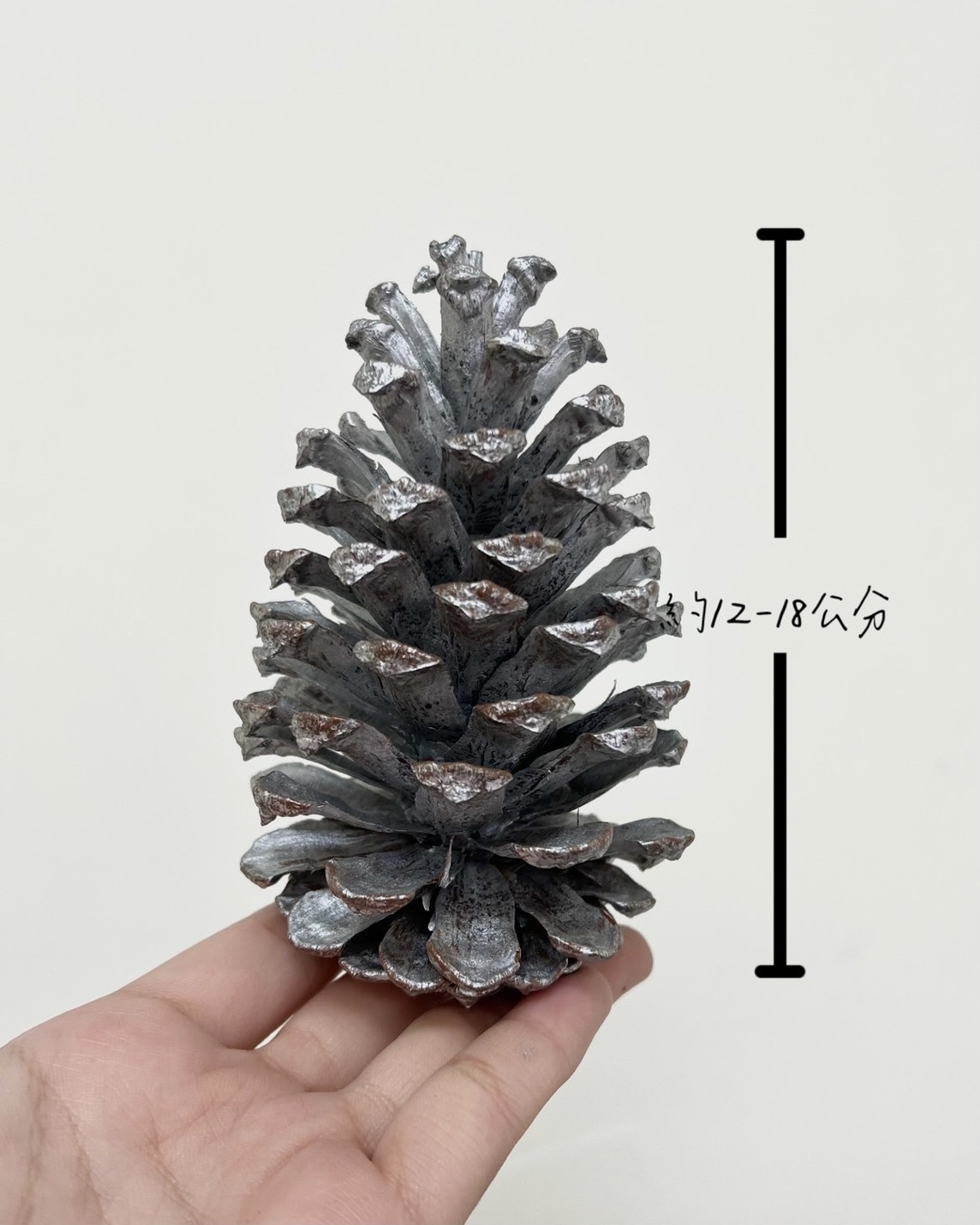 染銀松果12-18公分(單顆)
