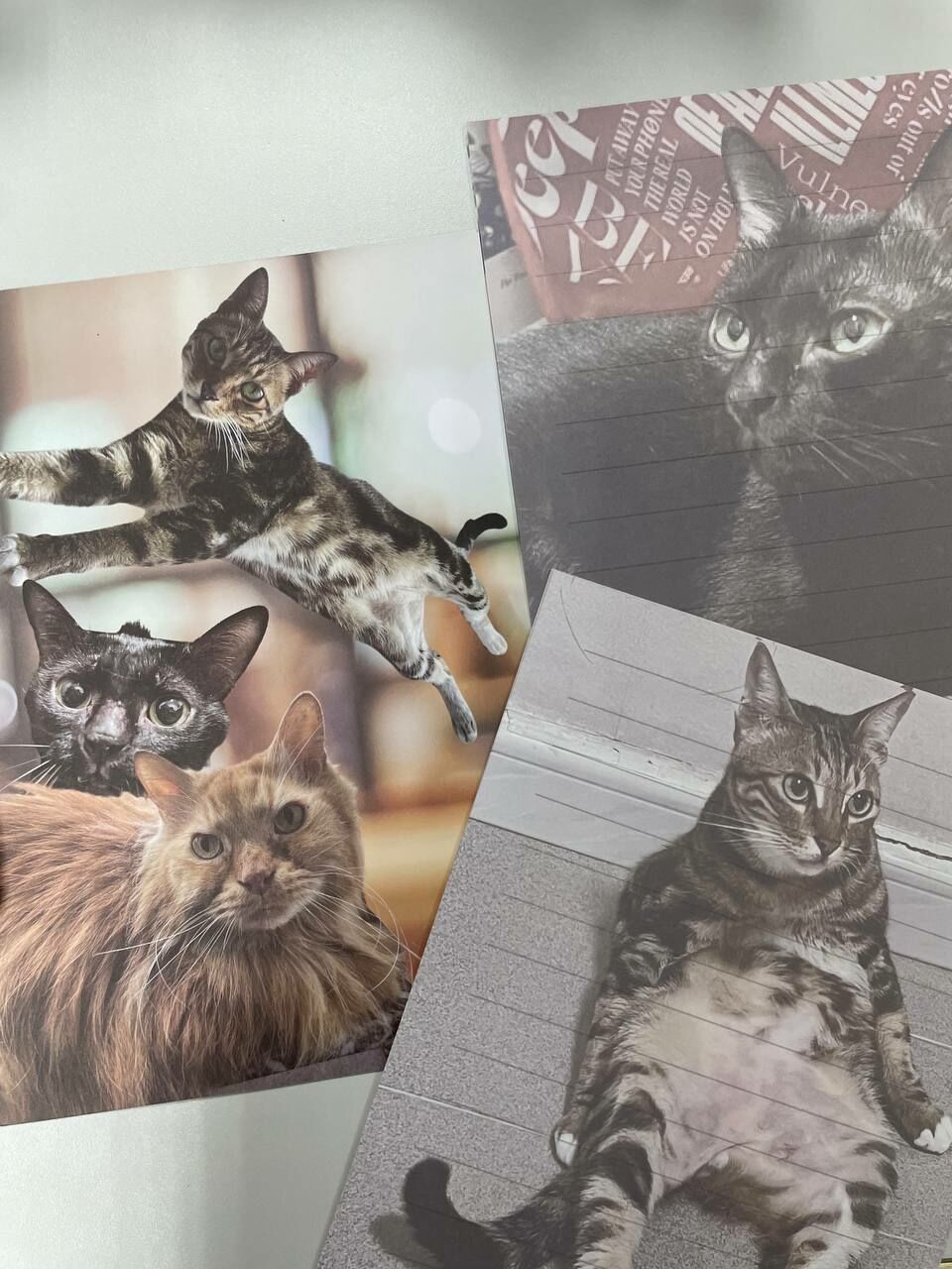 手足寄賣 ｜三隻寶貝等你放學！信封信紙套裝