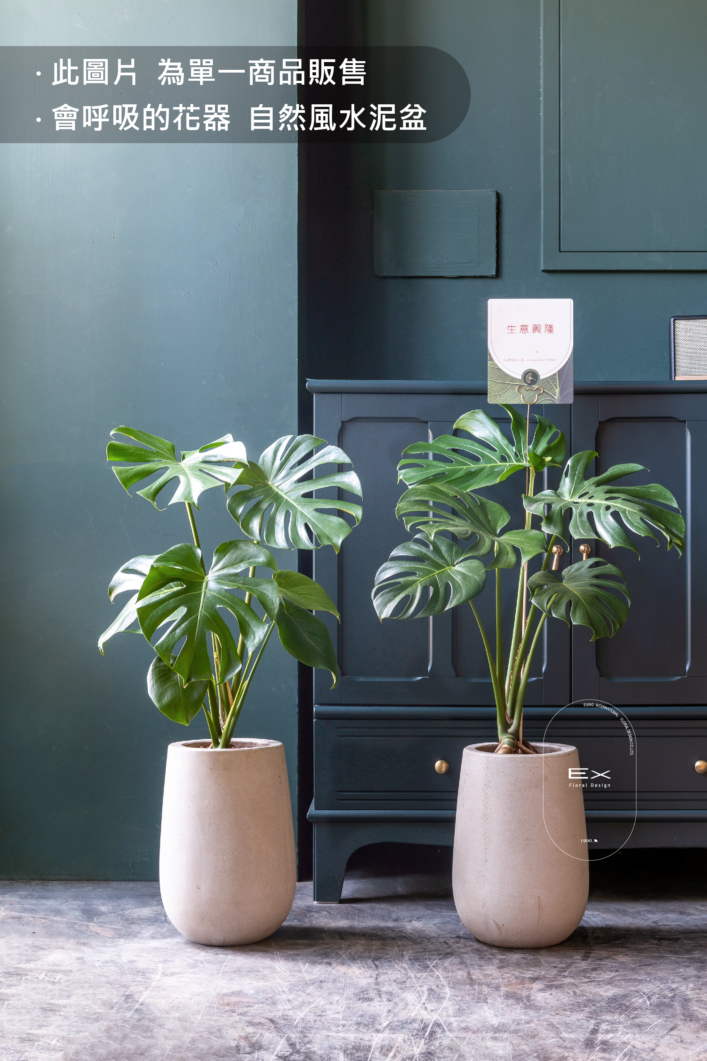 龜背芋 Monstera deliciosa｜觀葉植物 居家綠植