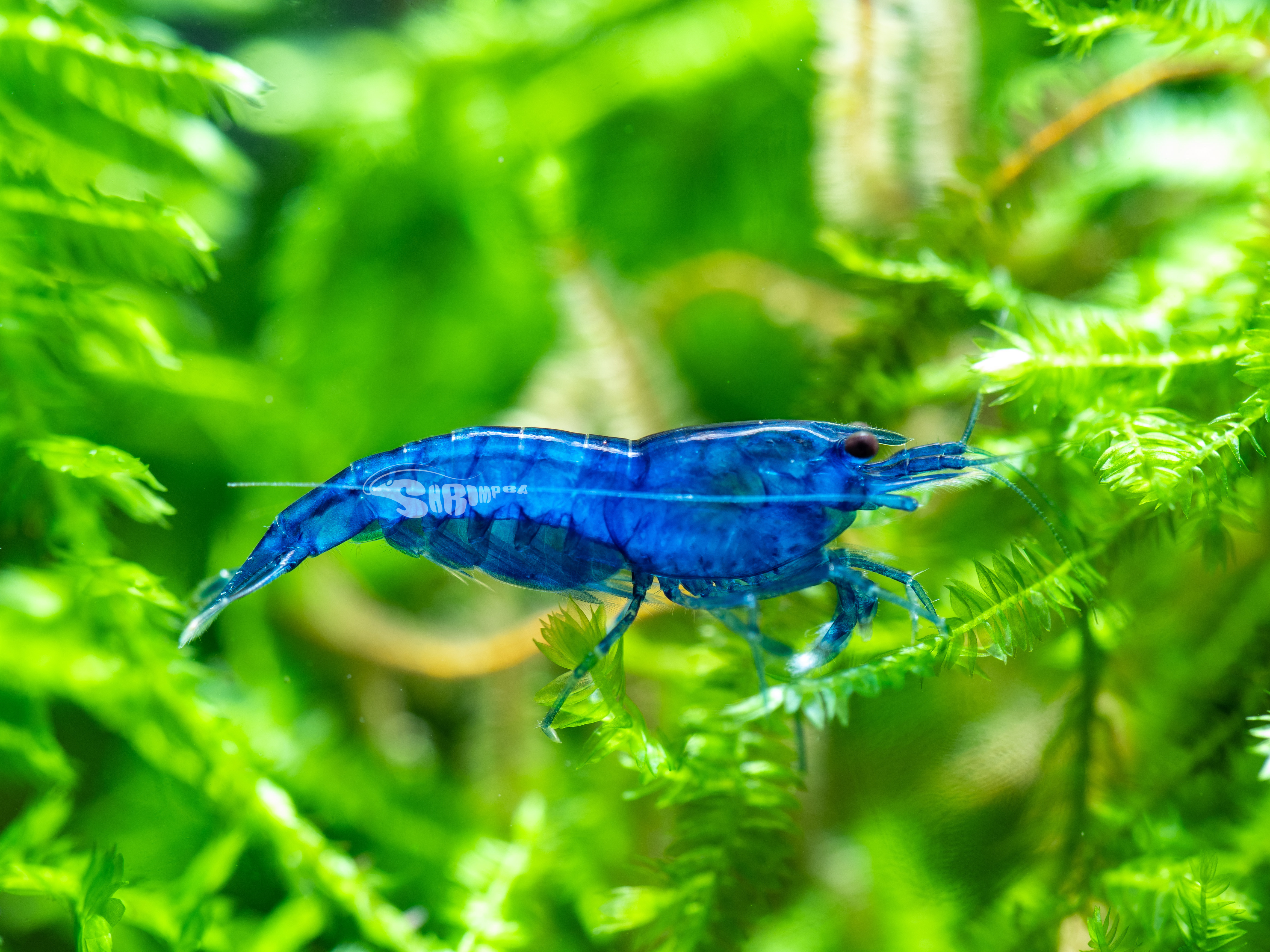 一般夢幻藍絲絨 10隻