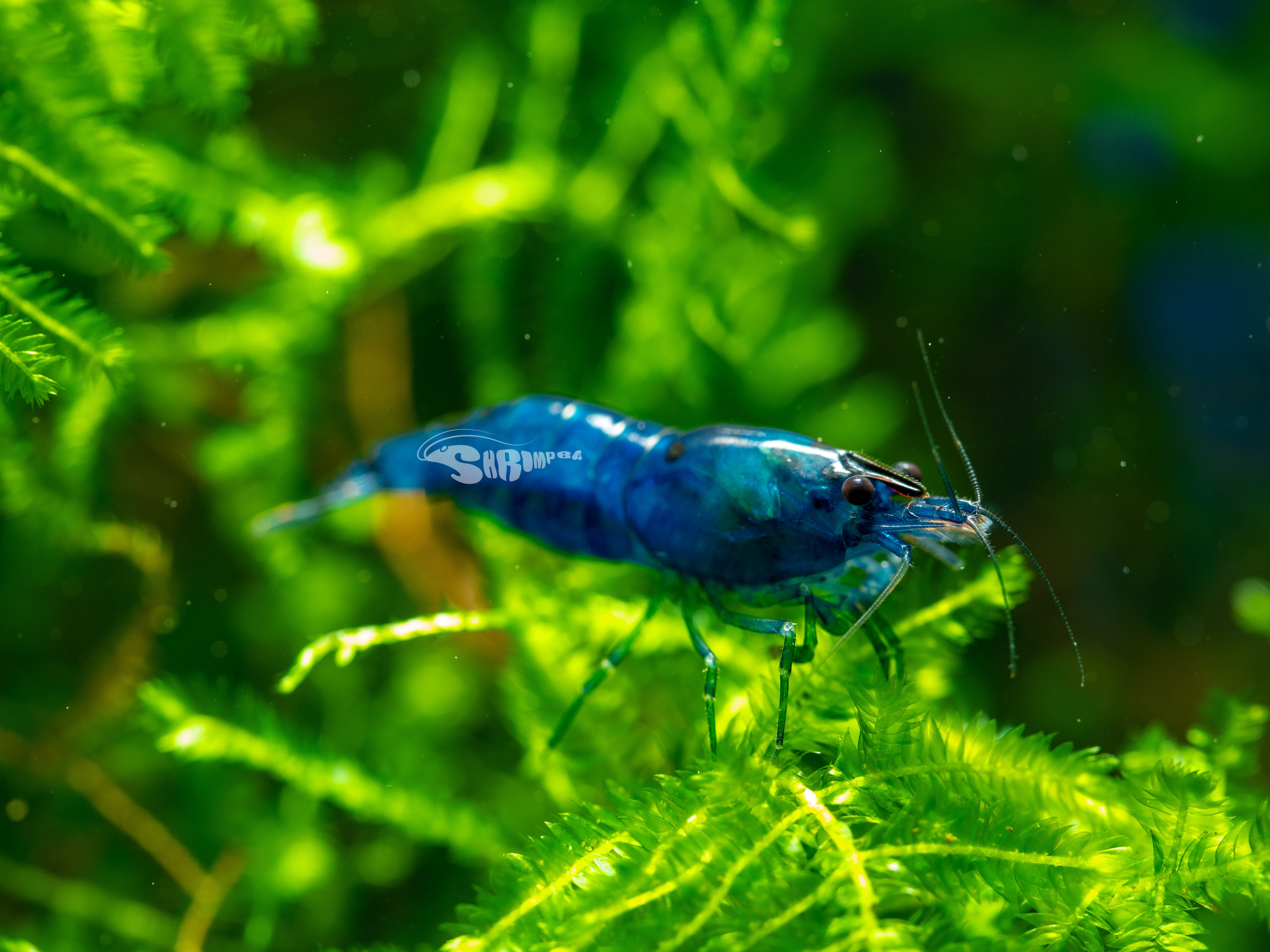 一般夢幻藍絲絨 10隻