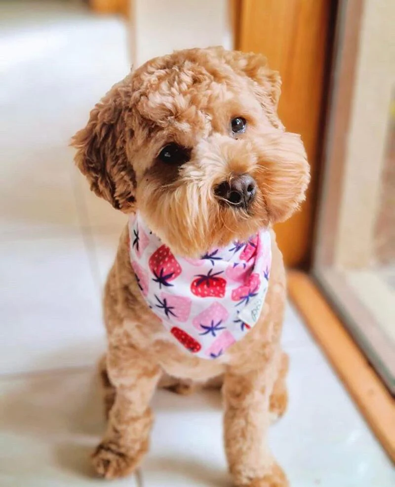 THE PAWS - Bandanas - Fresh As