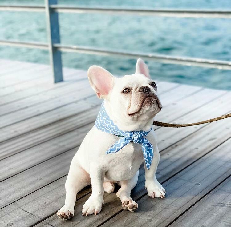 THE PAWS - Bandanas - Perfect Wave