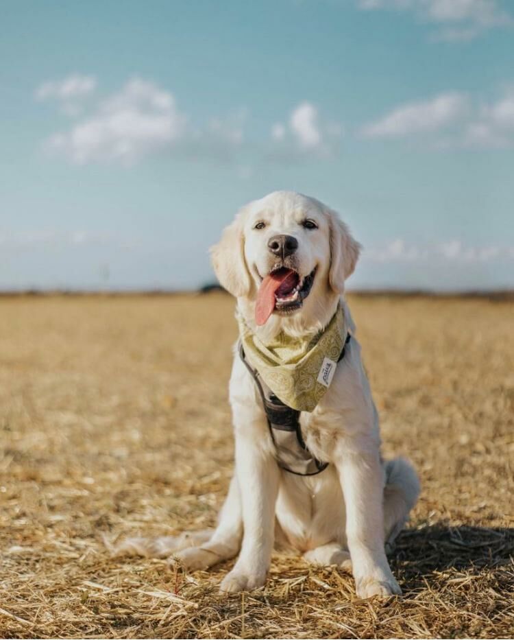 THE PAWS - Bandanas - Fable