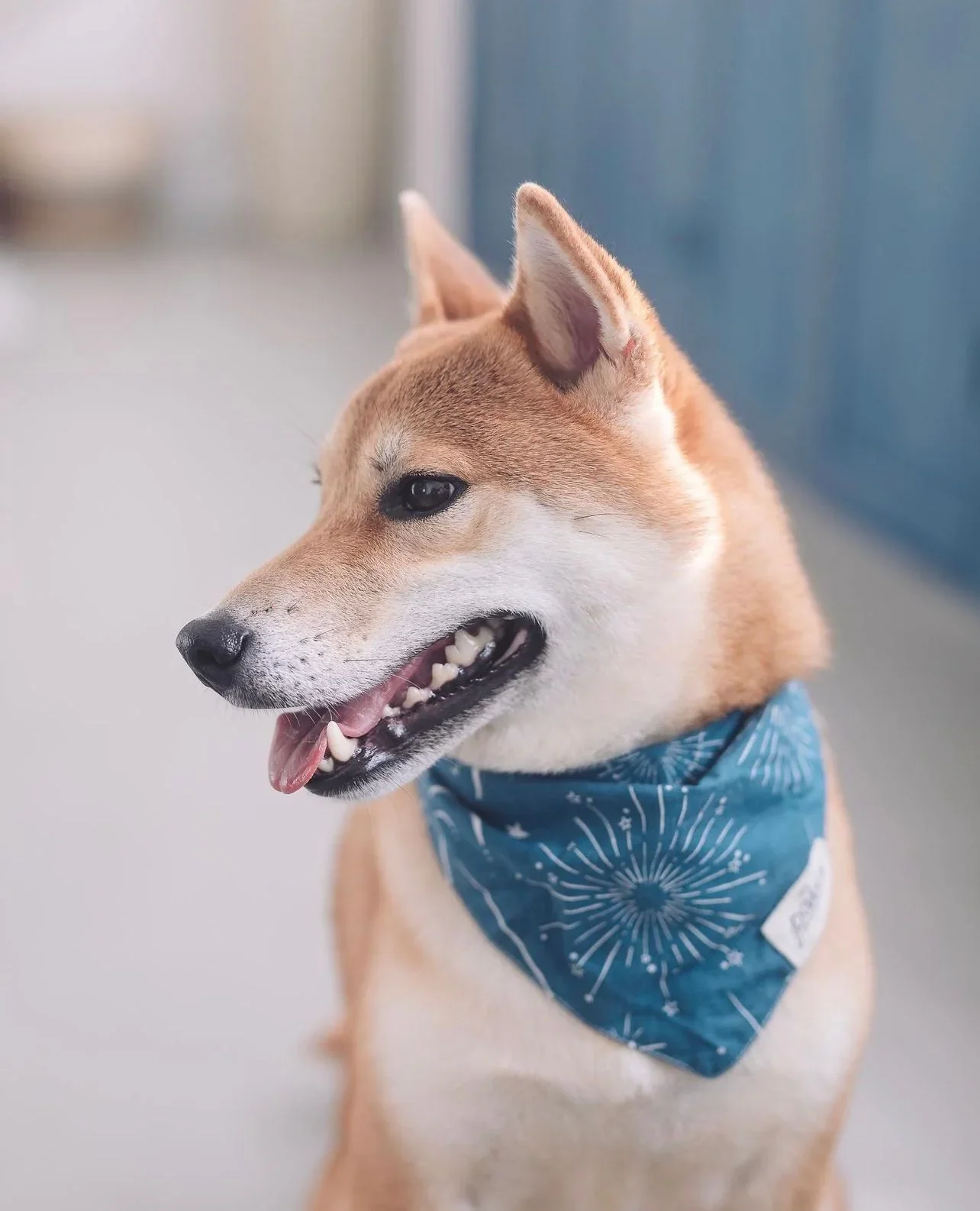 THE PAWS - Bandanas - Midnight