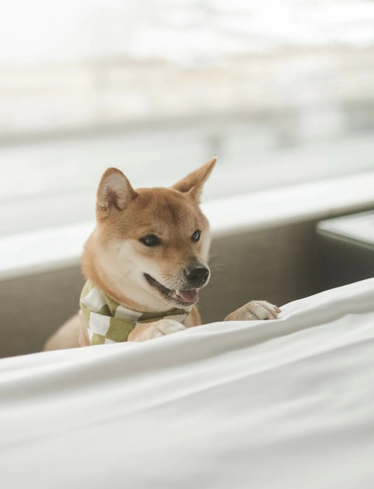 THE PAWS - Bandanas - Checkmate