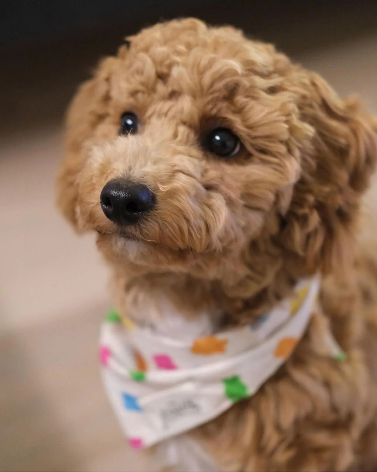 THE PAWS - Bandanas - Gummy Bear