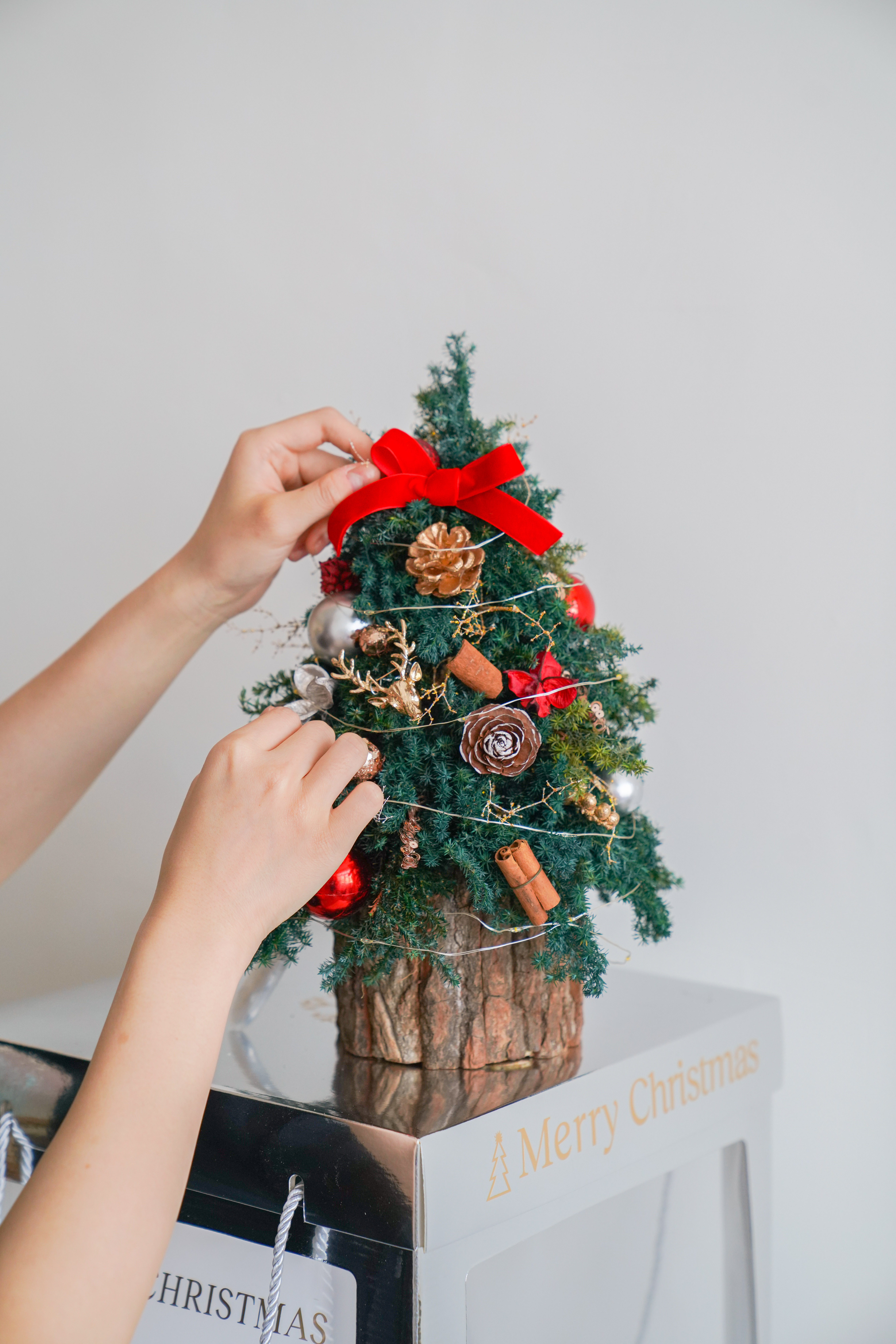 永生聖誕樹課程