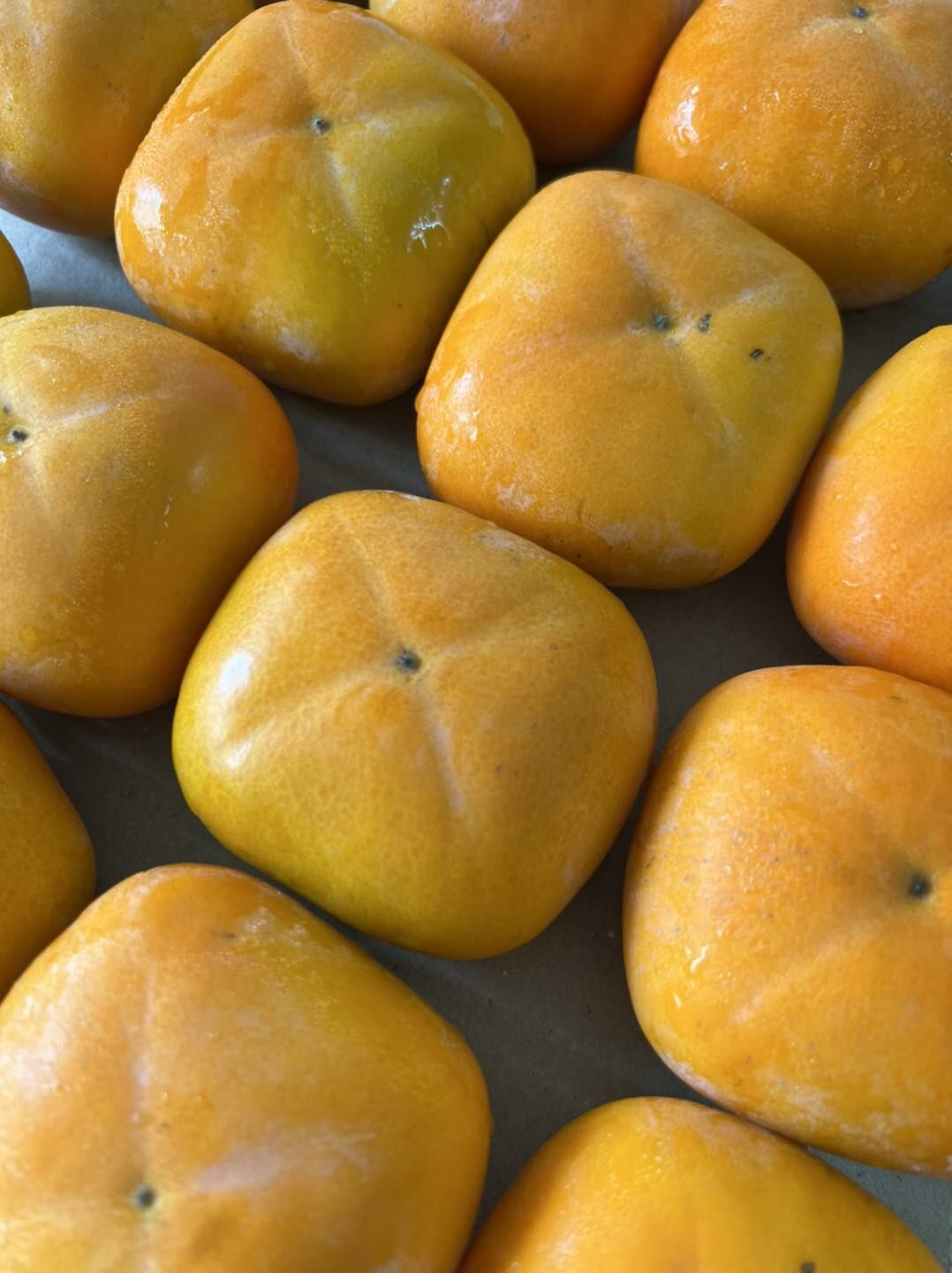 Japan Persimmon