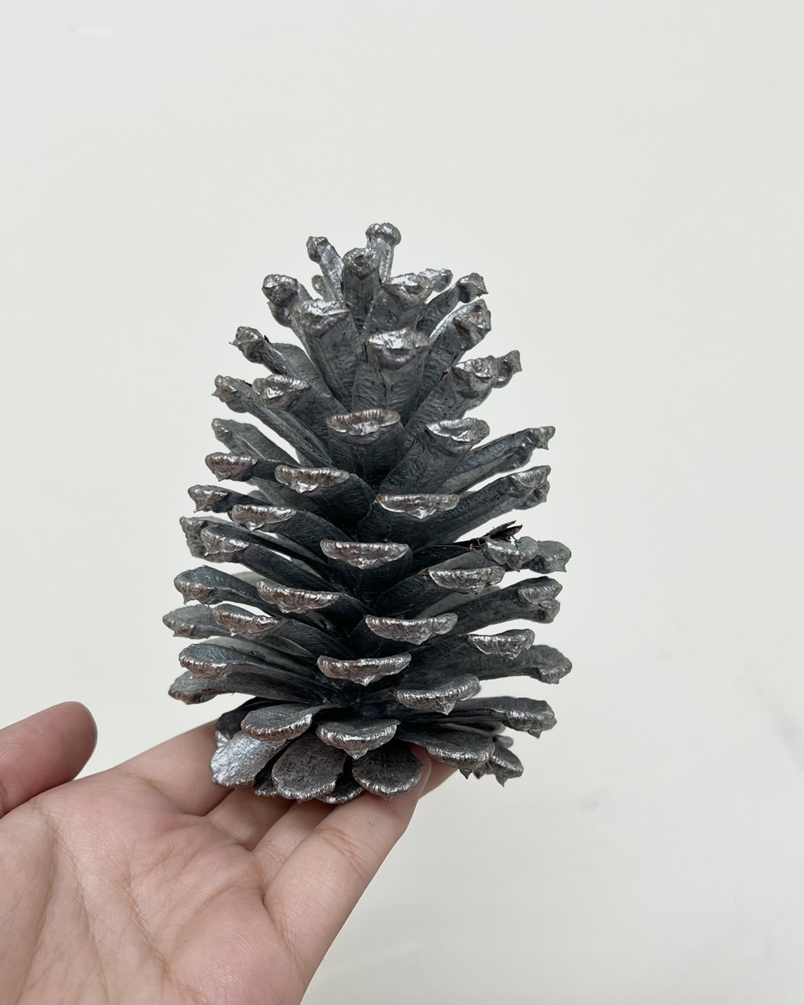 染銀松果9-12公分(五顆)