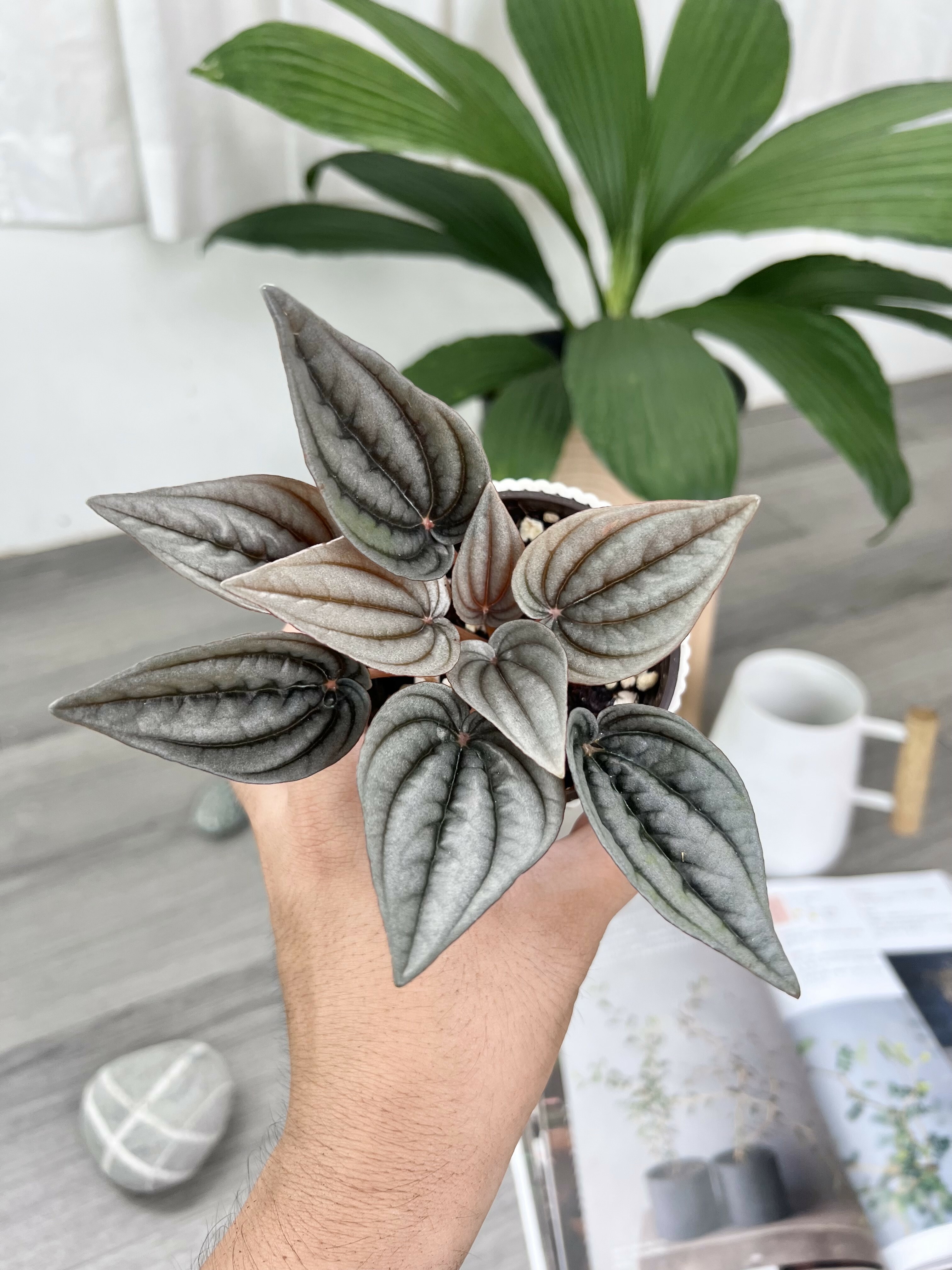 Peperomia 'Napoli Nights' - 4