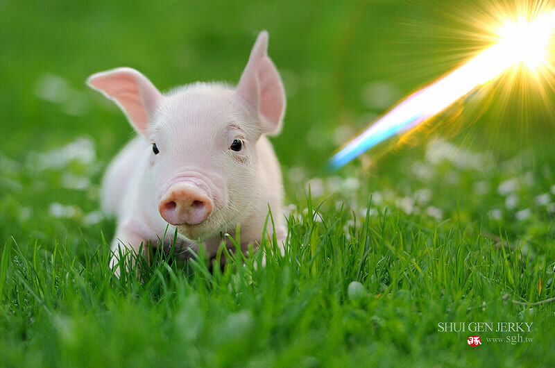 我們一直相信，理念絕對不是口號