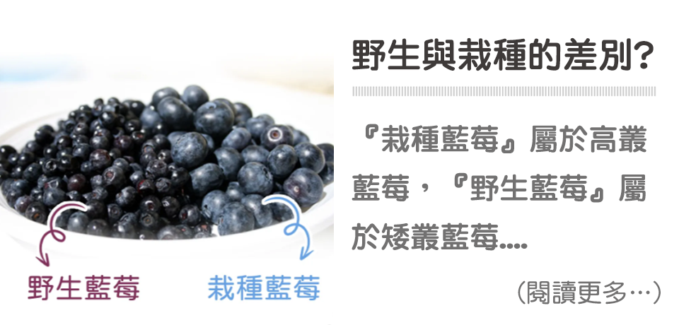 天時莓果TimesBerries｜栽種藍莓和野生藍莓差在哪裡？