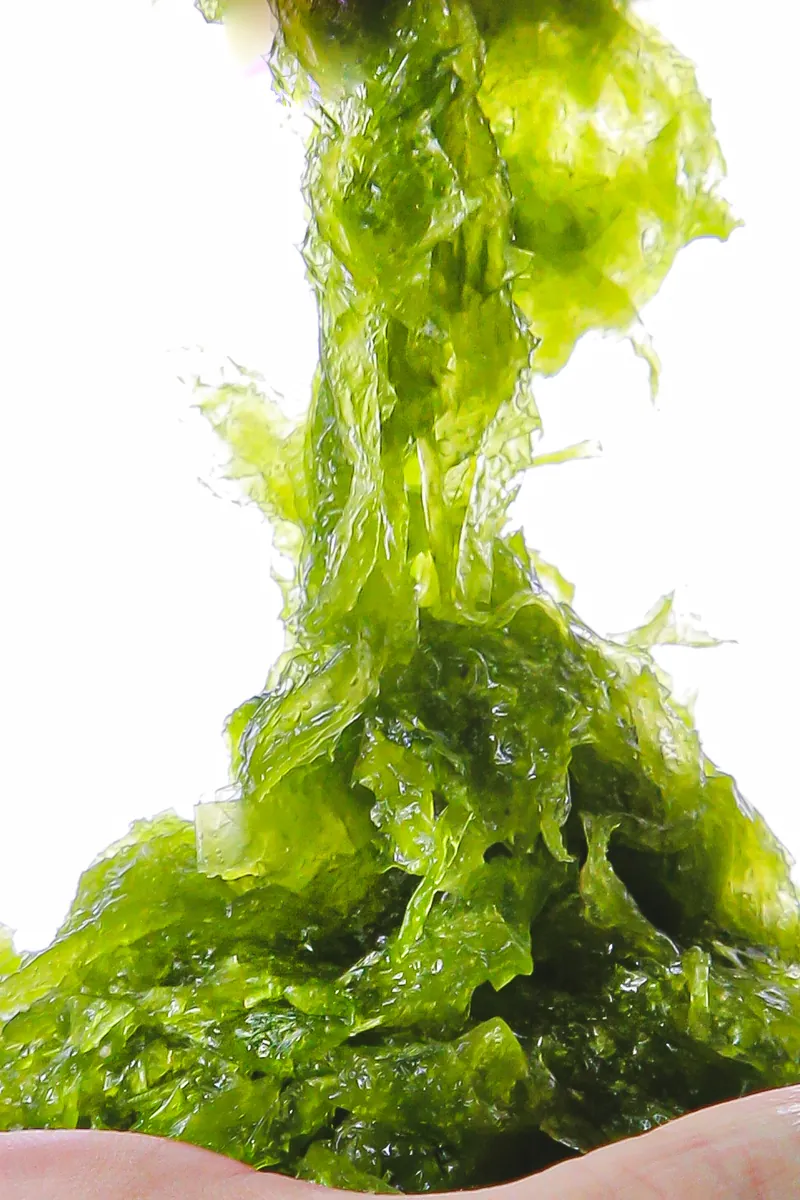 洄家澎湖速凍水產_澎湖青海菜