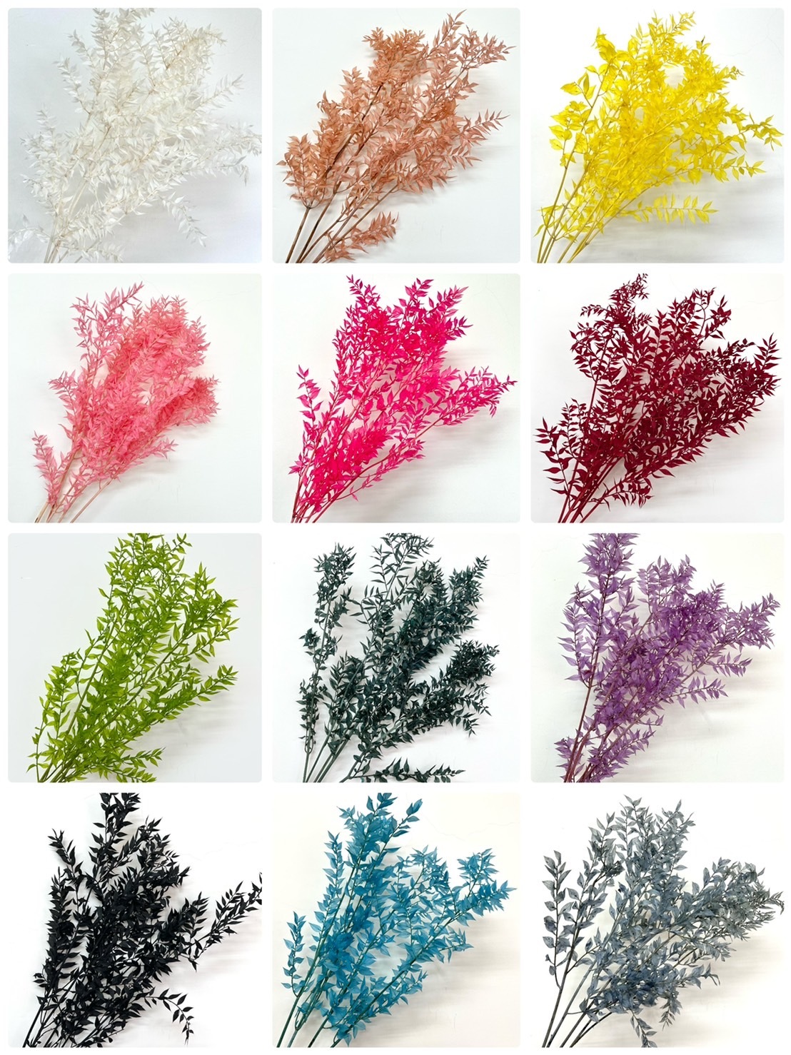 義大利不凋小樺木