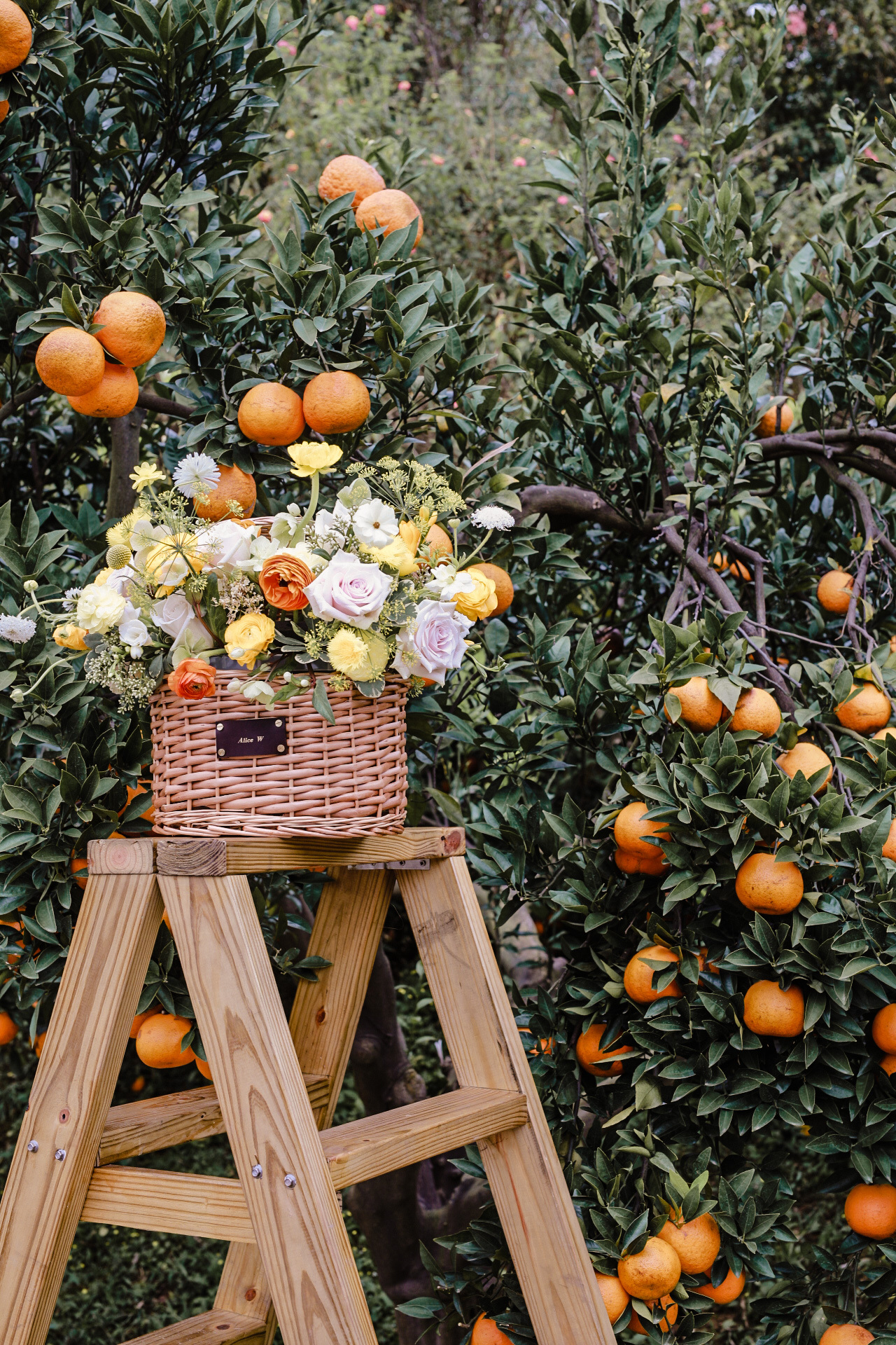 Orange Orchard