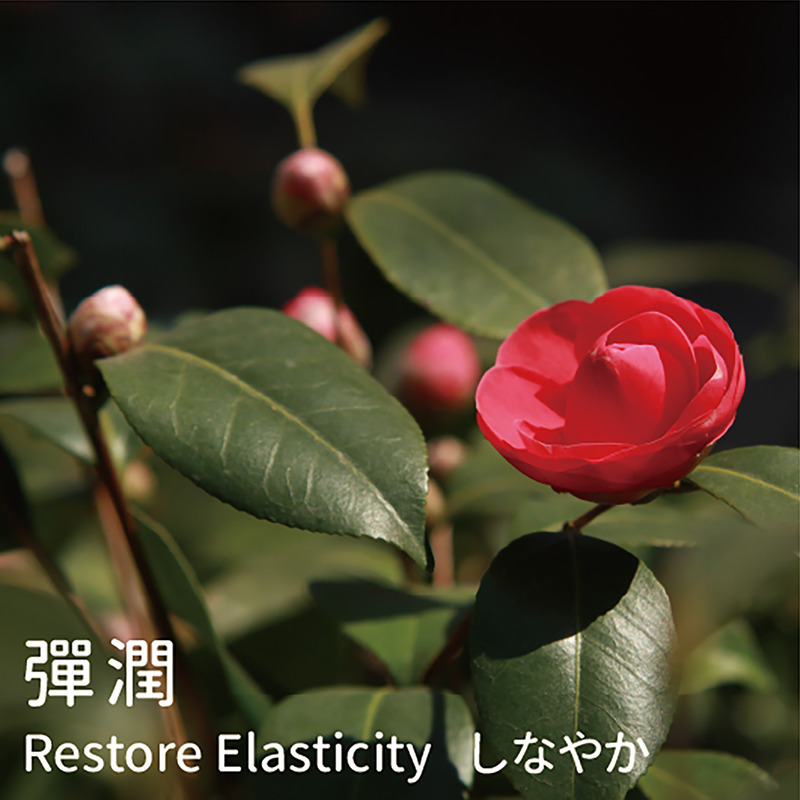 山茶花油