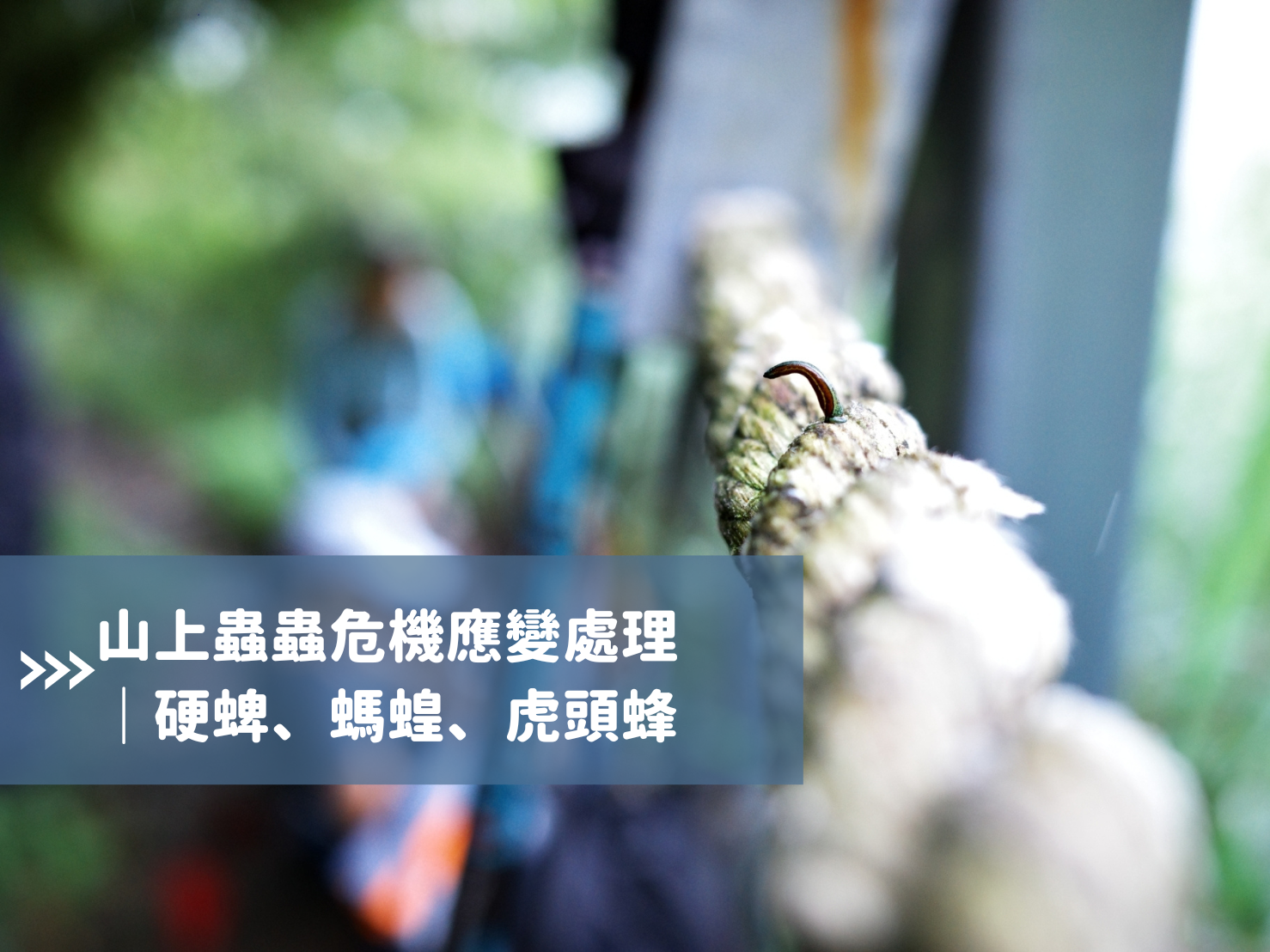 蟲蟲危機應變處理