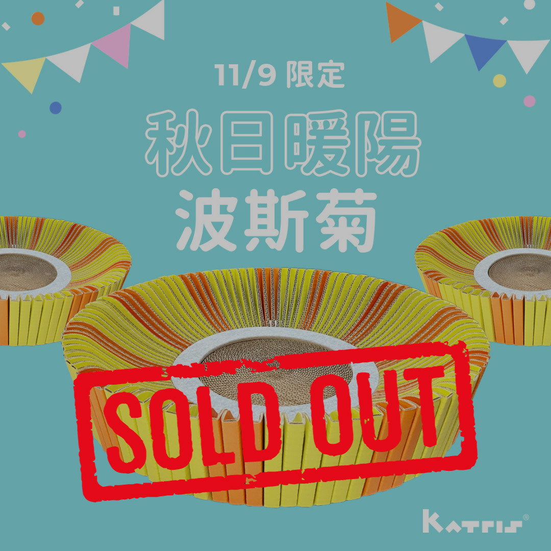 【雙十一特惠 11/9限定】貓好巢特殊色特賣會｜ 秋日暖陽波斯菊