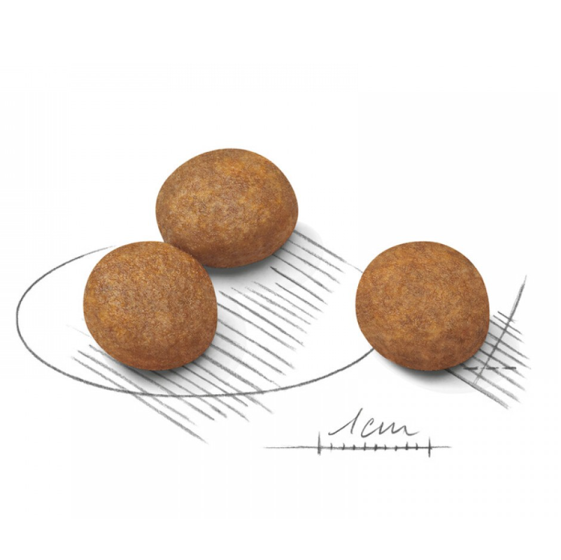 Royal Canin Maxi Puppy AGR32．4kg/15kg