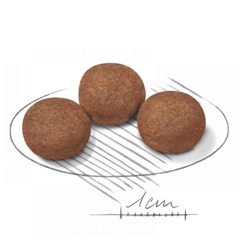 Royal Canin Medium Puppy AM32．4kg/15kg