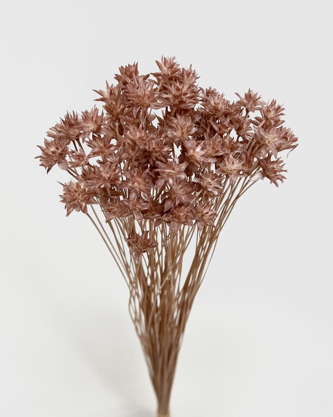 日本乾燥松毬 30200-191