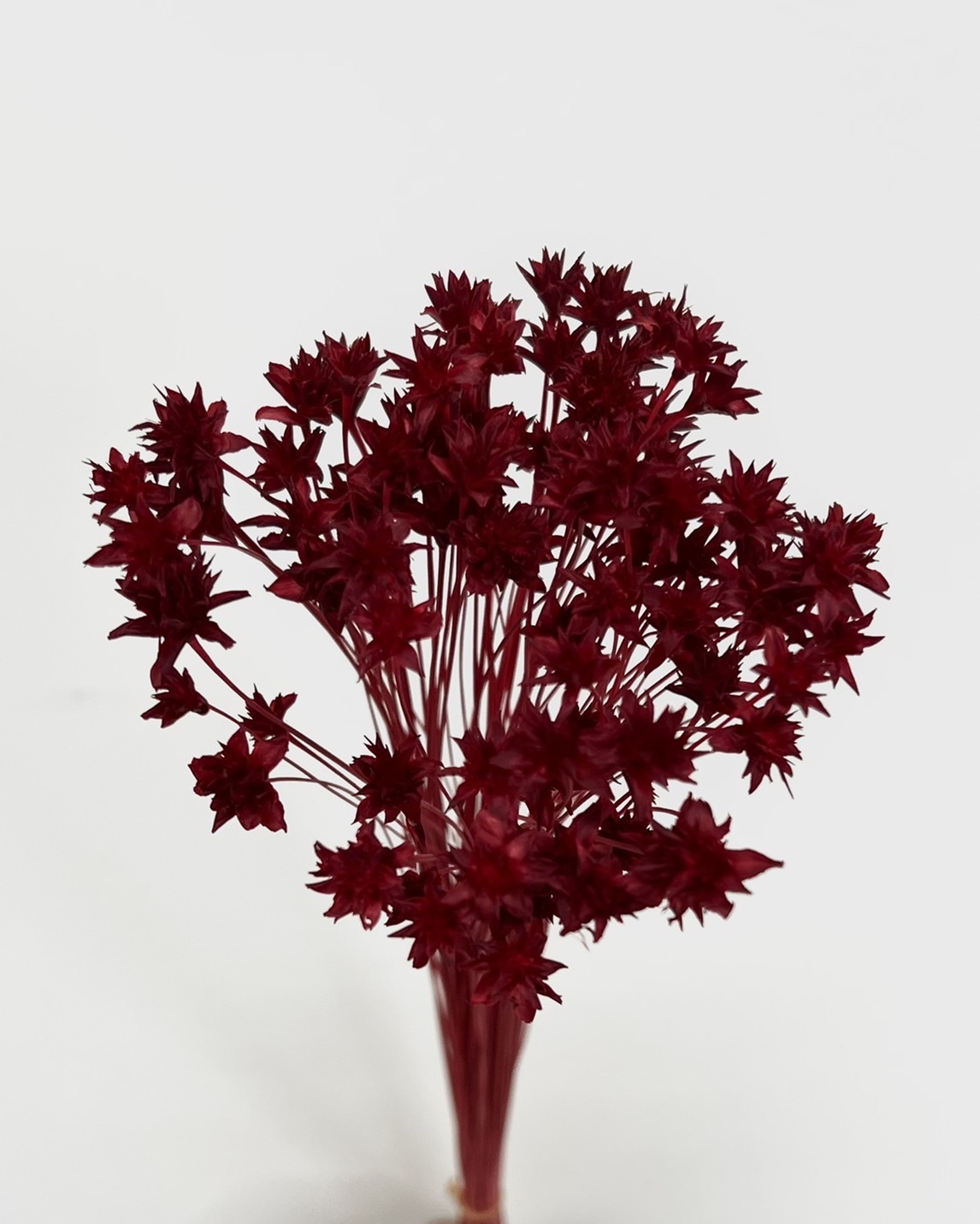 日本乾燥松毬 30200-301