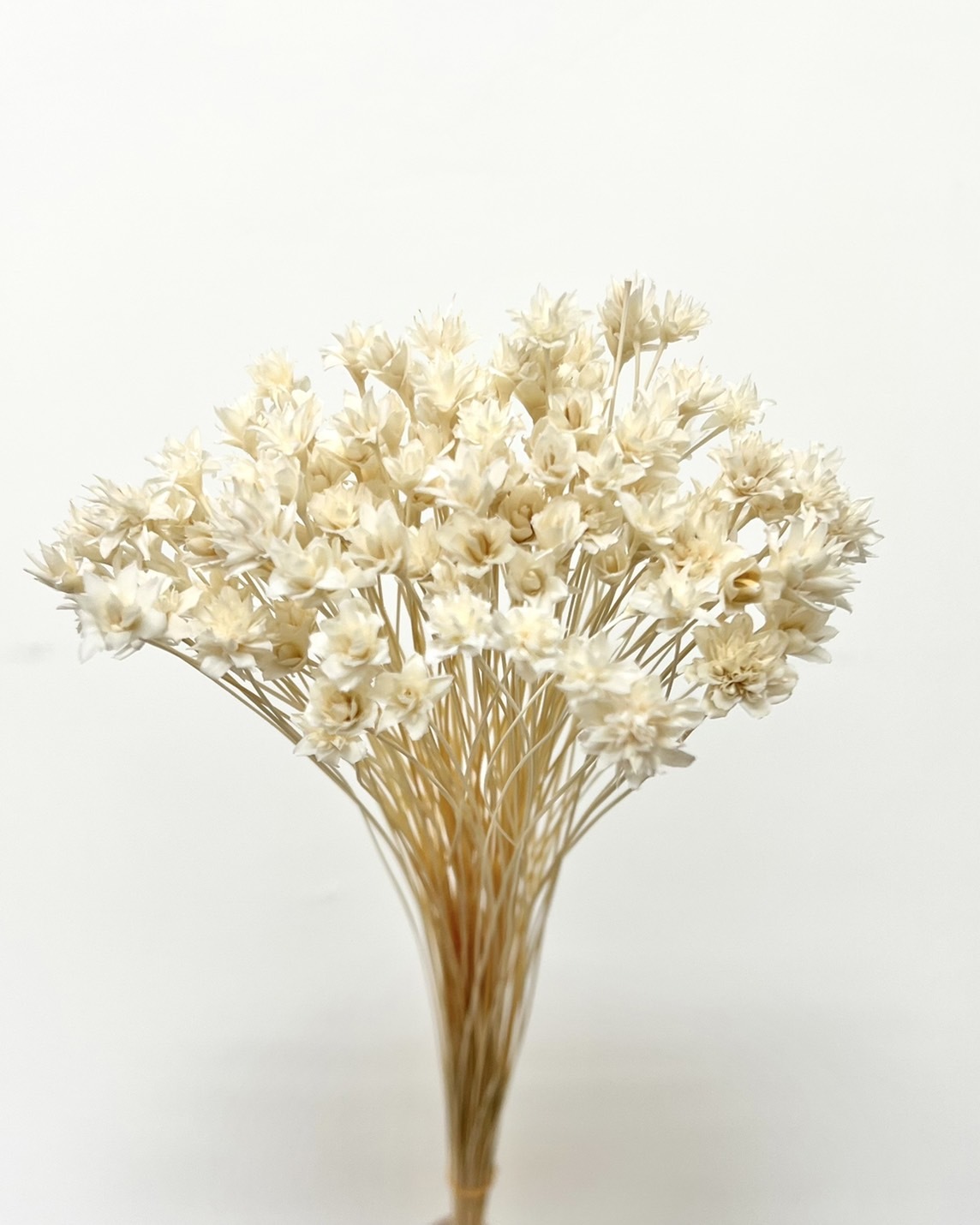 日本乾燥松毬 30200-011