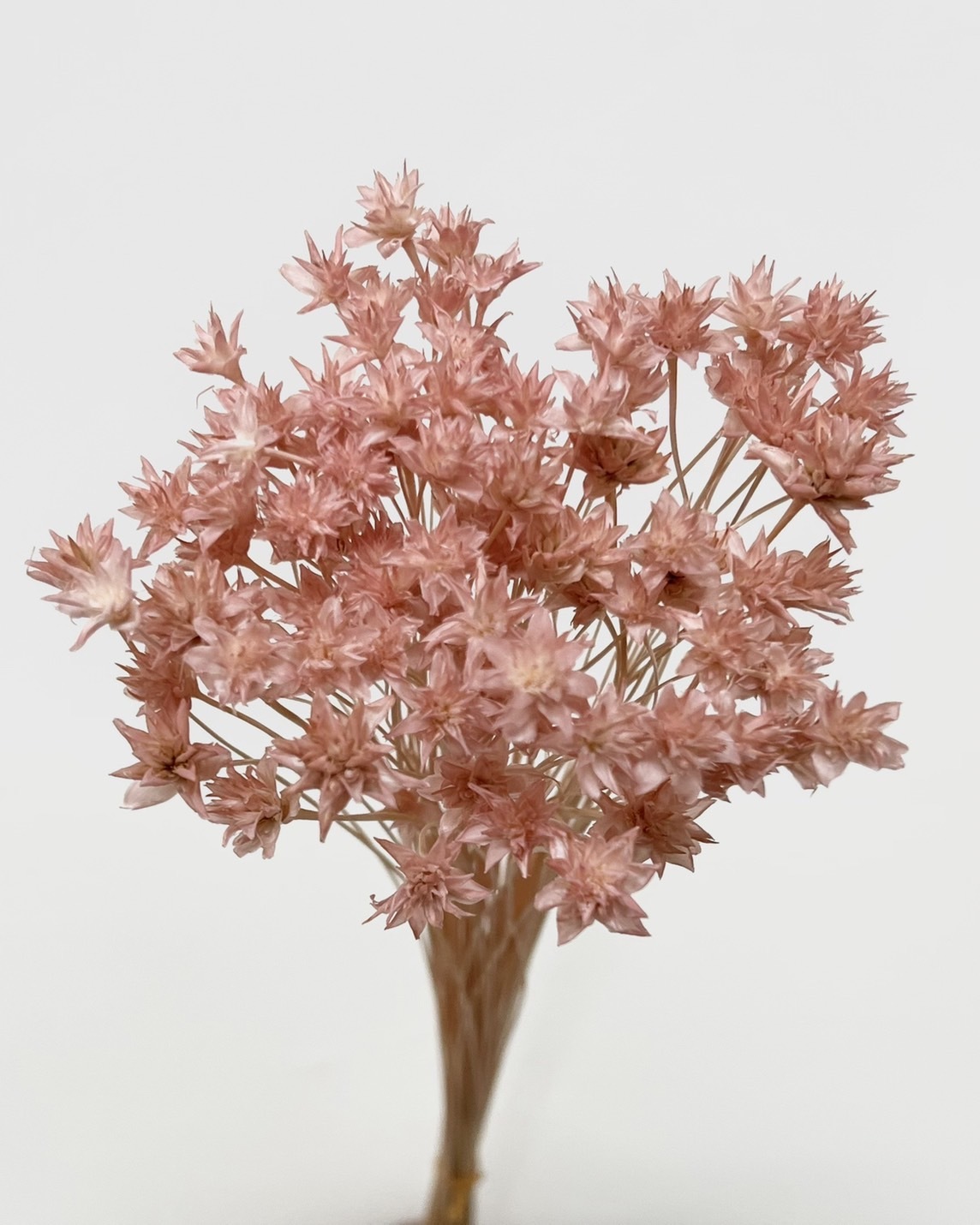 日本乾燥松毬 30200-161