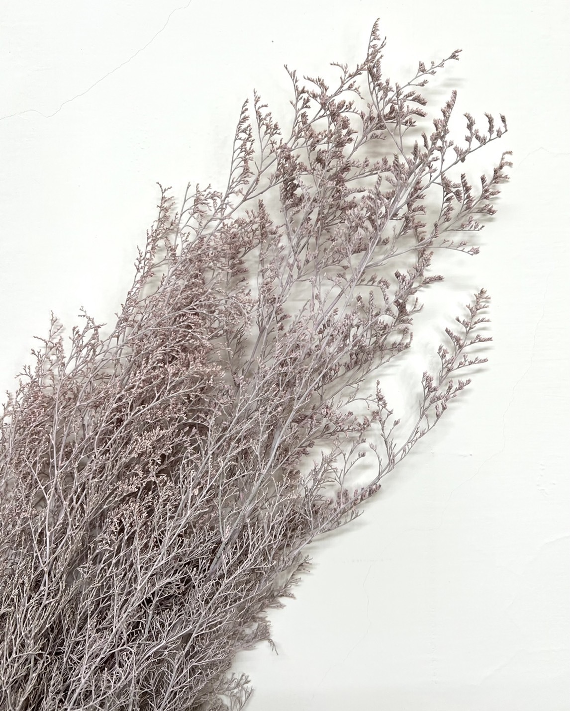 日本不凋卡斯比亞 03710-102