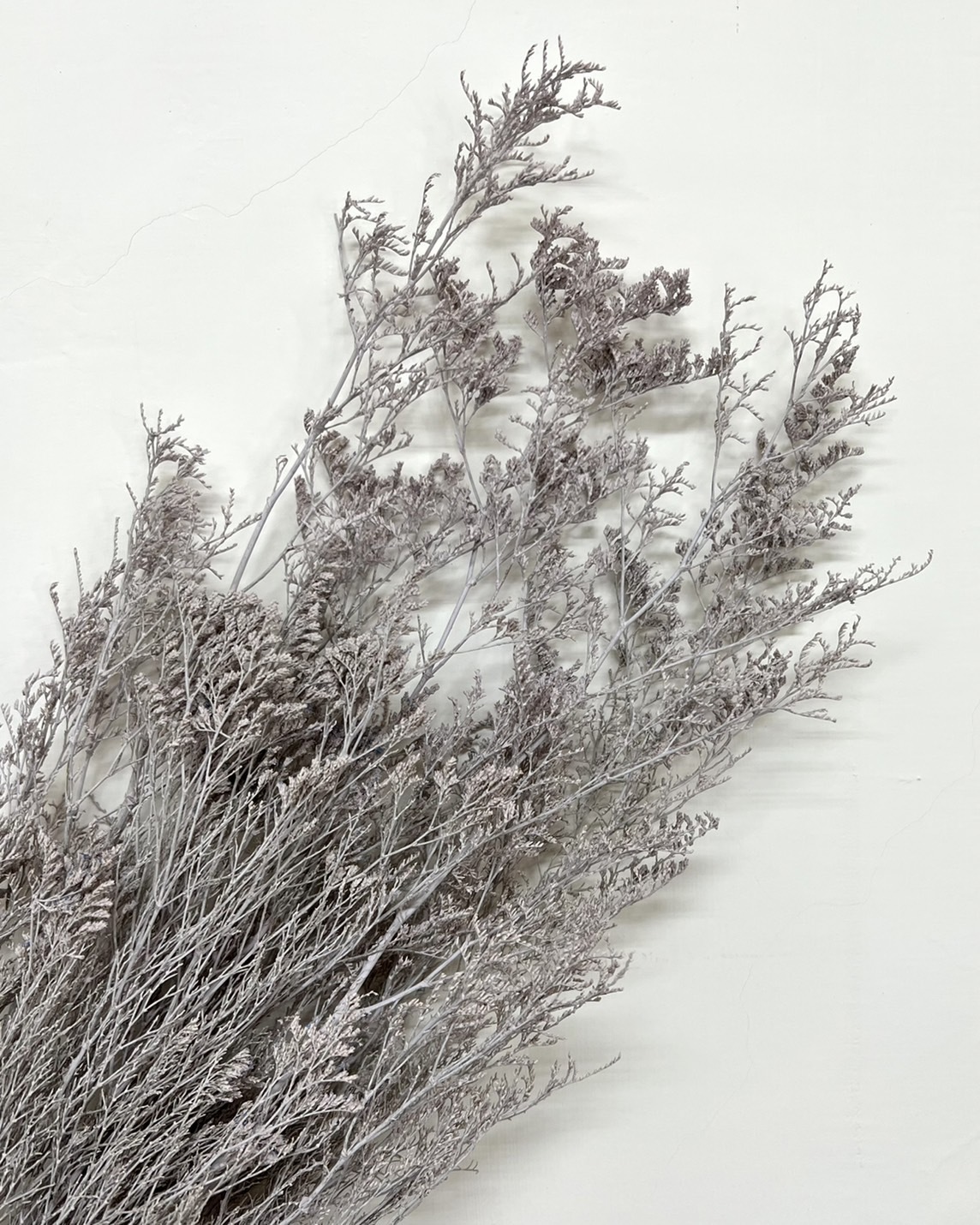 日本不凋卡斯比亞 03710-862