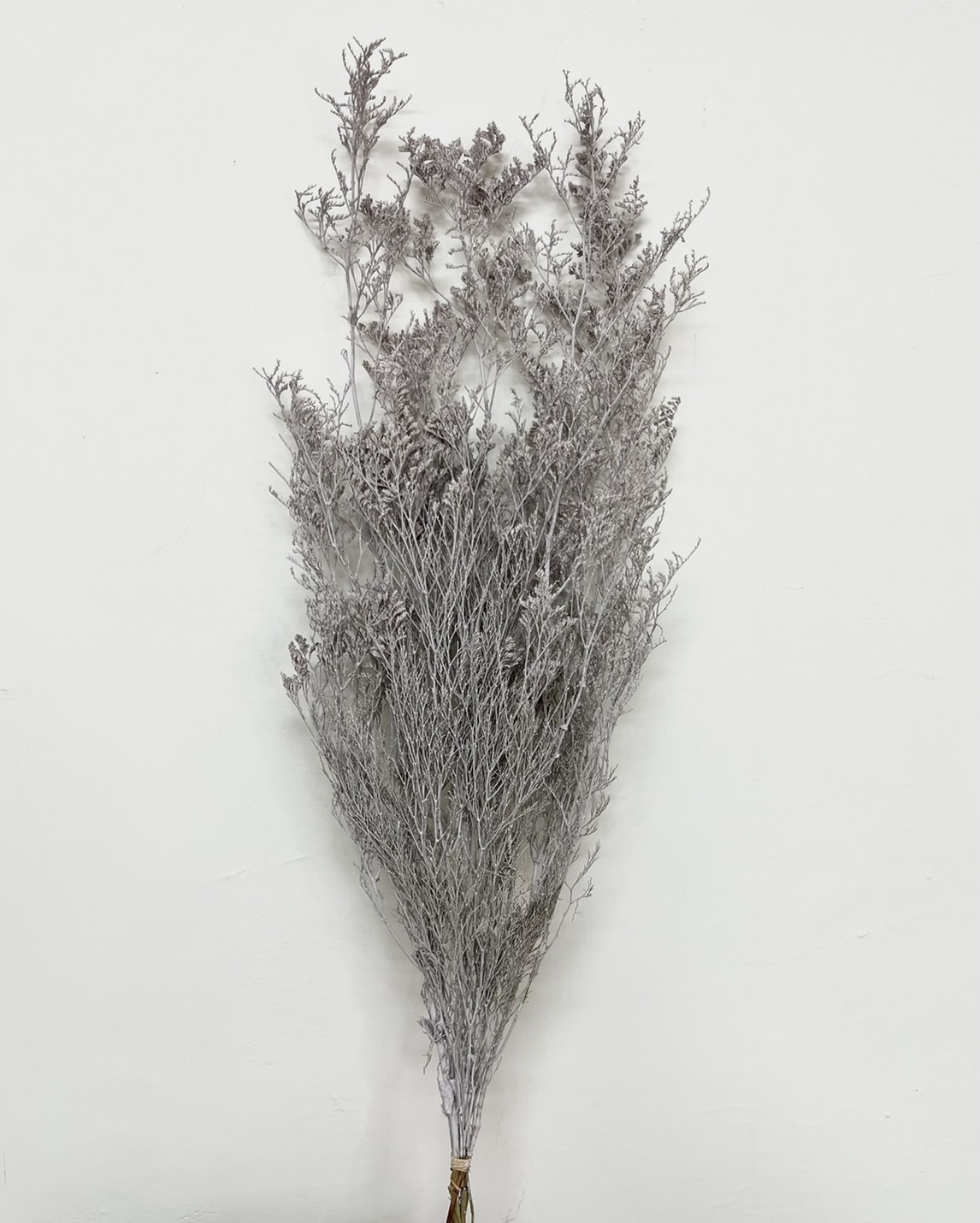 日本不凋卡斯比亞 03710-862